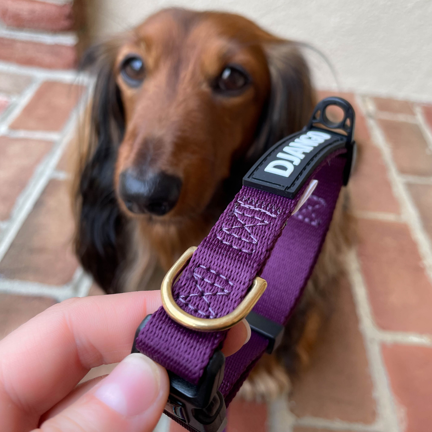 Plum purple DJANGO Adventure Dog Collar, ideal for everyday wear and outdoor activities for small and medium dogs, featuring durable webbing and brass hardware