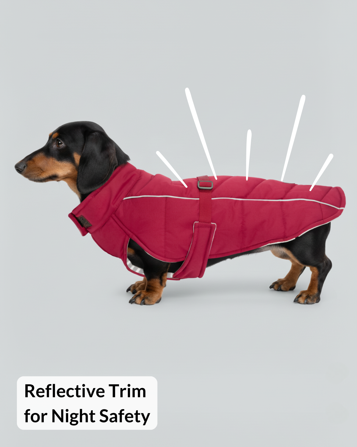 Smooth black and tan dachshund wearing the Firelight Red dog coat in side profile with reflective piping highlighted