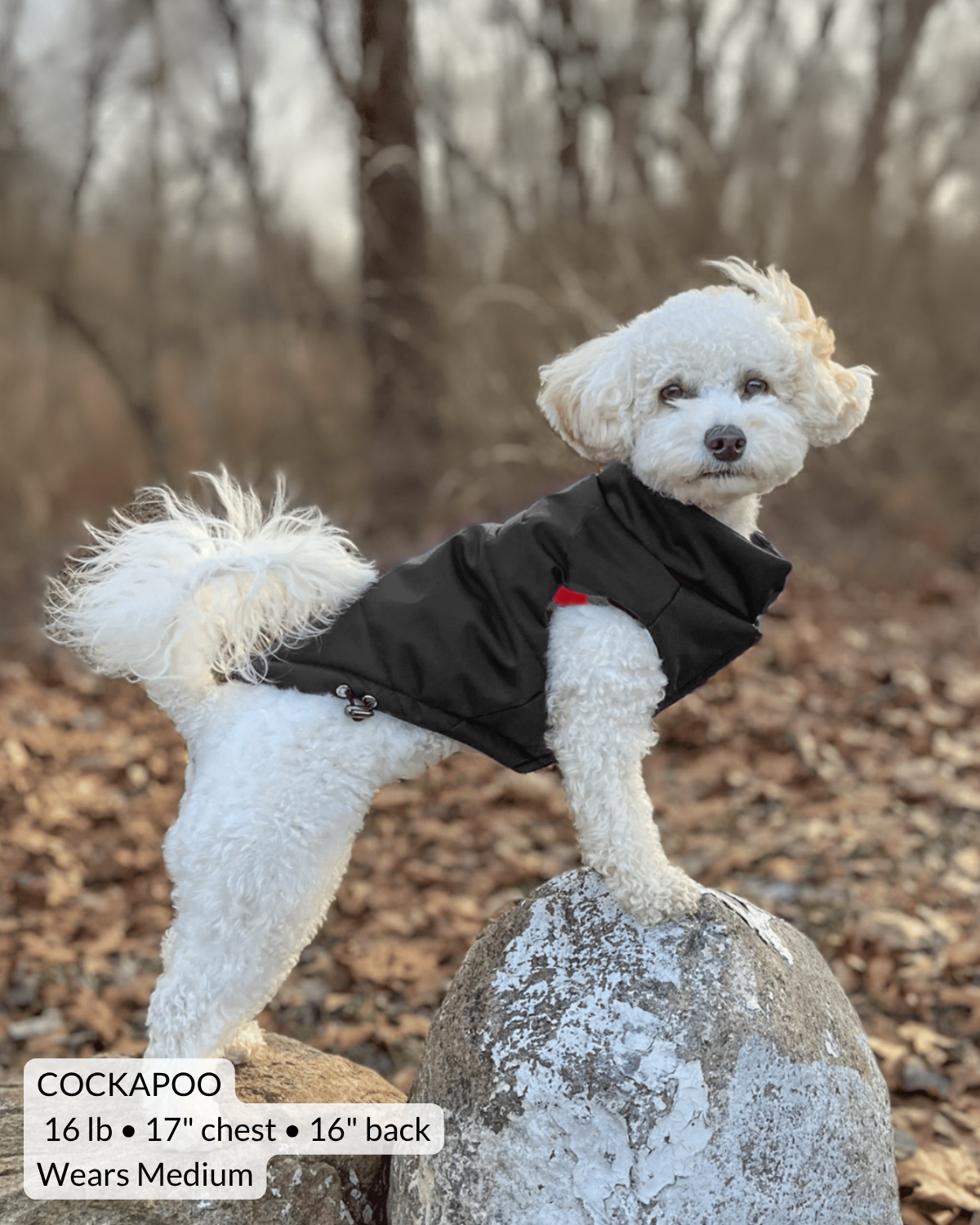 Cockapoo wearing a cozy looking black puffer dog coat with lightweight insulation and standing in woods with front paws perched up on large rock