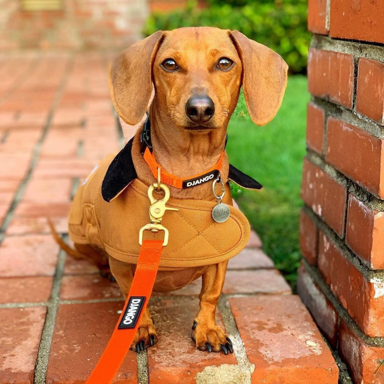 Sunset orange DJANGO Adventure Dog Collar with brass D-ring for leash attachment, designed for small and medium dogs with a focus on durability and comfort