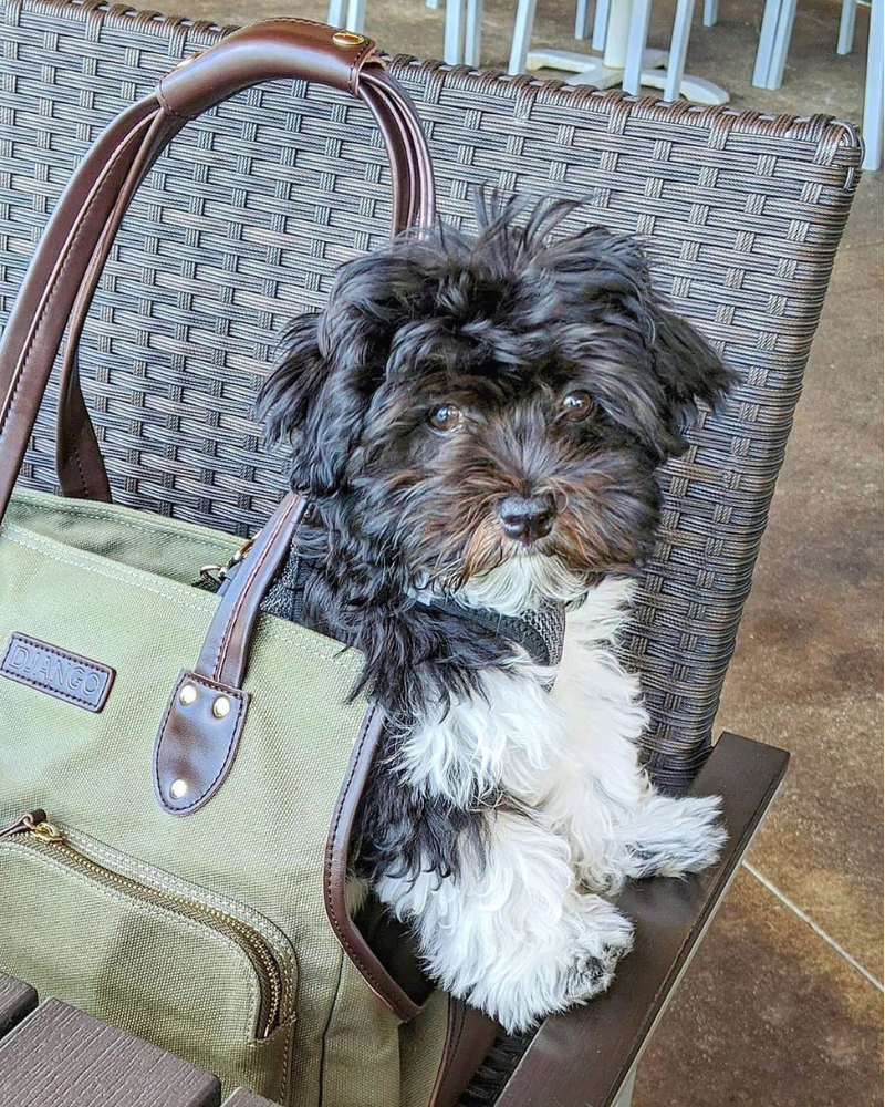 A small fluffy black and white dog sitting inside the an olive green waxed canvas pet carrier tote bag with brown leather handles, placed on a dark wicker patio chair outside.