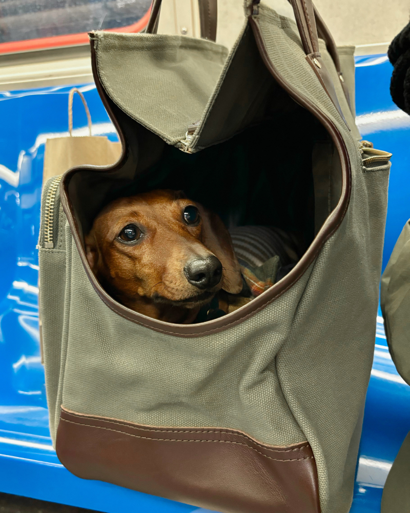 An olive green waxed canvas pet carrier tote bag with brown leather trim, shown with a dachshund peeking out from the top opening. The bag is resting on a NYC subway bench with a bright blue seat surface.