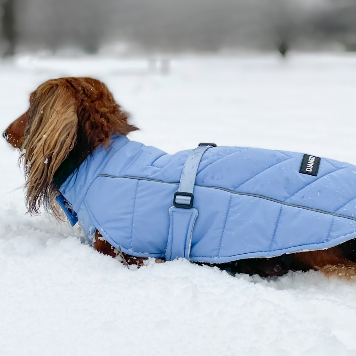 Longhaired dachshund wearing a water-repellent, quilted and adjustable warm and quilted winter puffer vest in deep snow outside