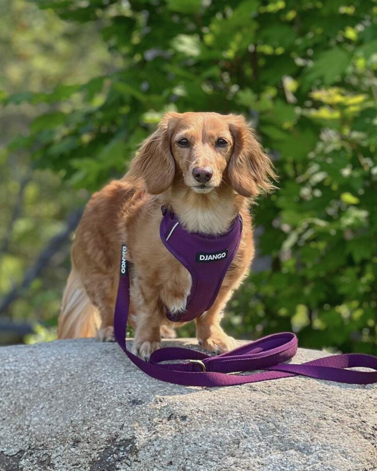 Standard dachshund wearing a purple harness and leash on a rock with greenery in the background