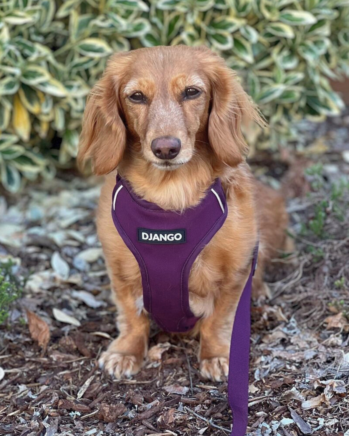 Dog wearing a purple harness with 'Django' branding, standing outdoors on a mulched area.