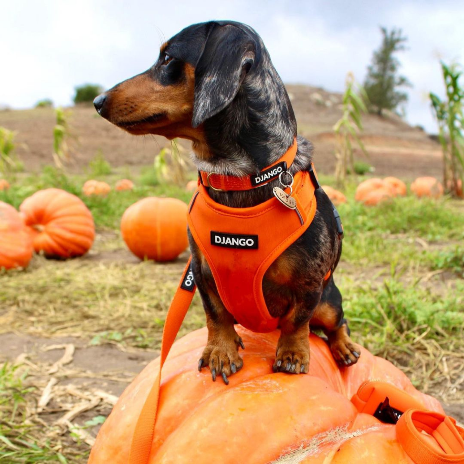 Sunset orange DJANGO Adventure Dog Collar for everyday wear, ideal for small and medium dogs with adjustable sizing, durable webbing, and brass hardware.
