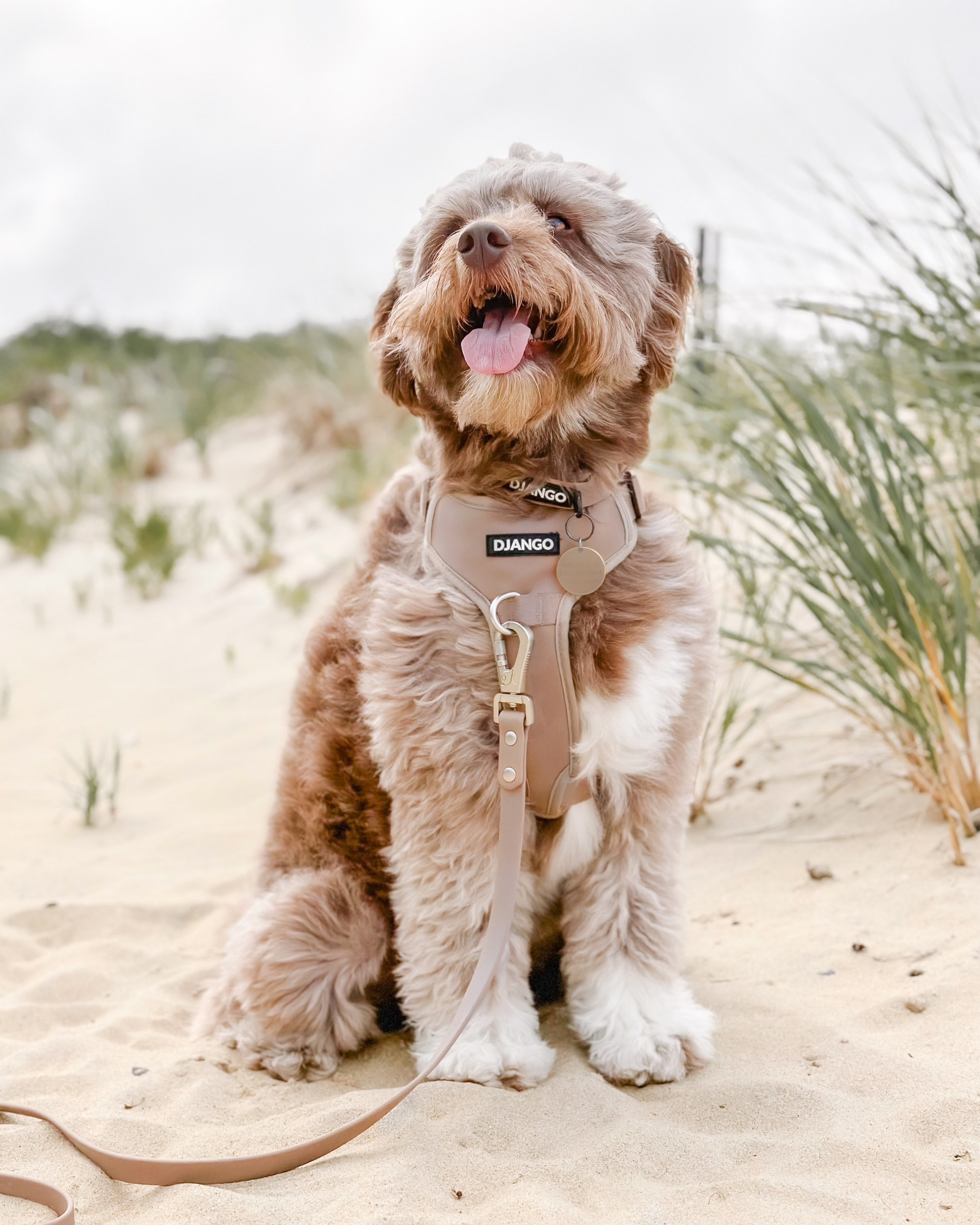 DJANGO Tahoe No Pull Dog Harness in Sandy Beige - Key features include a weather-resistant and padded neoprene exterior, a narrow and deep harness body (to prevent the risk of chafing) reflective piping, and soft webbing. Ausssiedoodle Harley wears a size large DJANGO harness and uses the standard sized DJANGO Tahoe Waterproof Dog Leash. - djangobrand.large