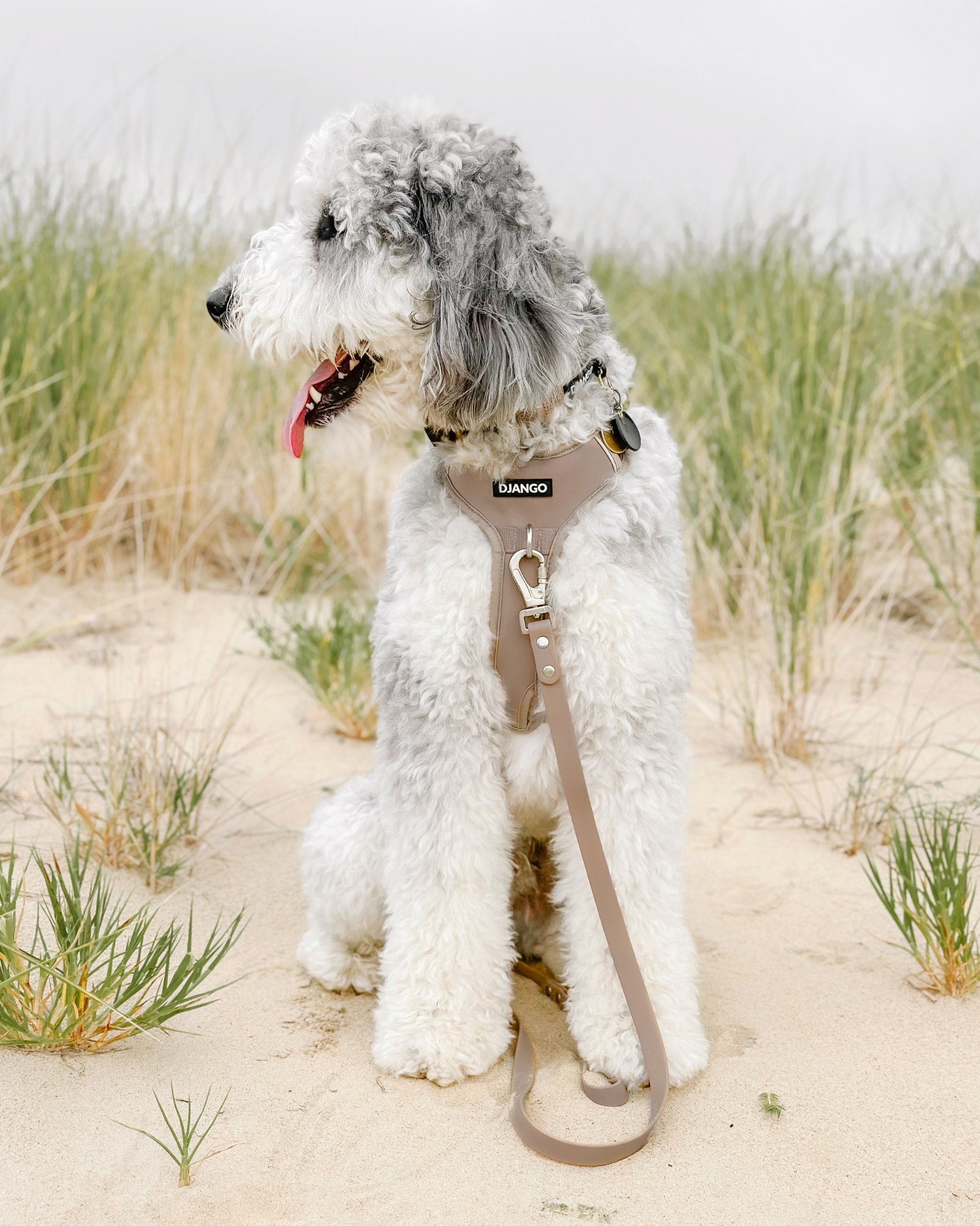 DJANGO Tahoe No Pull Dog Harness in Sandy Beige - Key features include a weather-resistant and padded neoprene exterior, a narrow and deep harness body (to prevent the risk of chafing) reflective piping, and soft webbing. Ausssiedoodle Remi wears a size large DJANGO harness and uses the standard sized DJANGO Tahoe Waterproof Dog Leash. - djangobrand.large