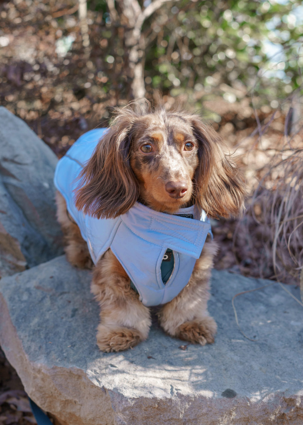 Dog standing on rock in woods during autumn outing and wearing quilted puffer dog vest in light blue color to keep warm