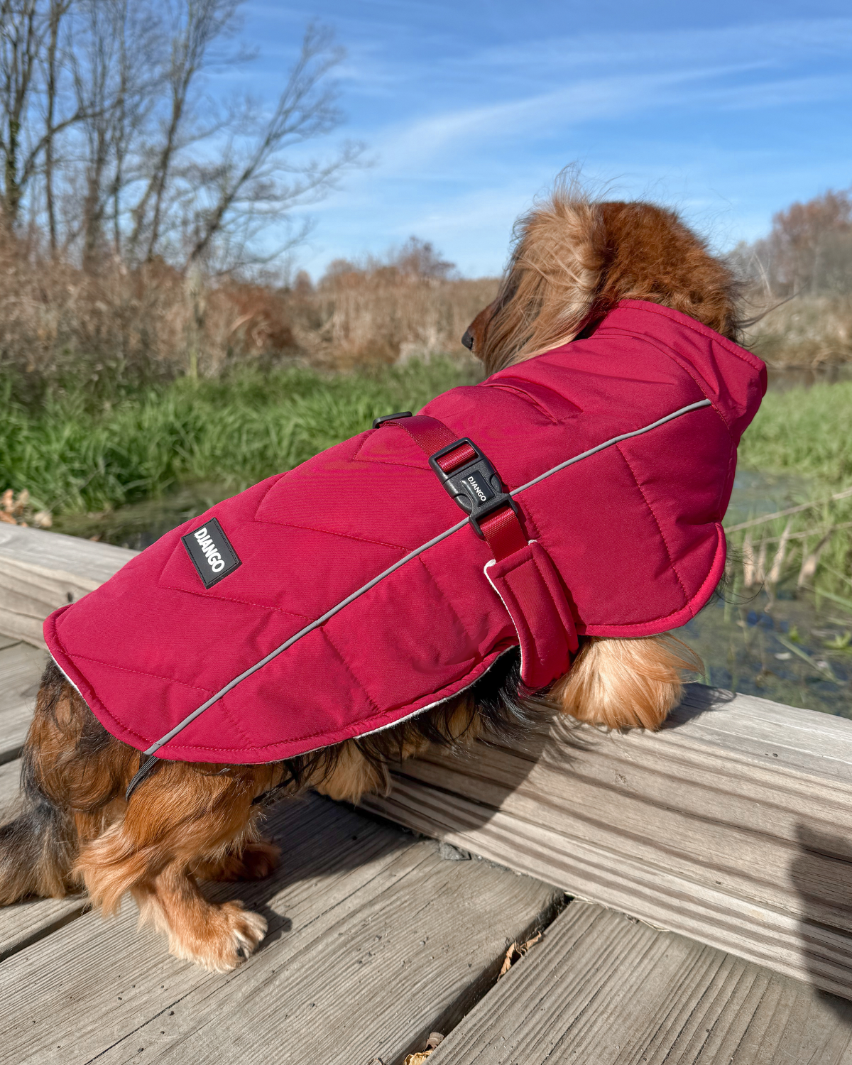 Dog wearing the Firelight Red winter dog coat on a trail with the full back, sides, and reflective piping visible
