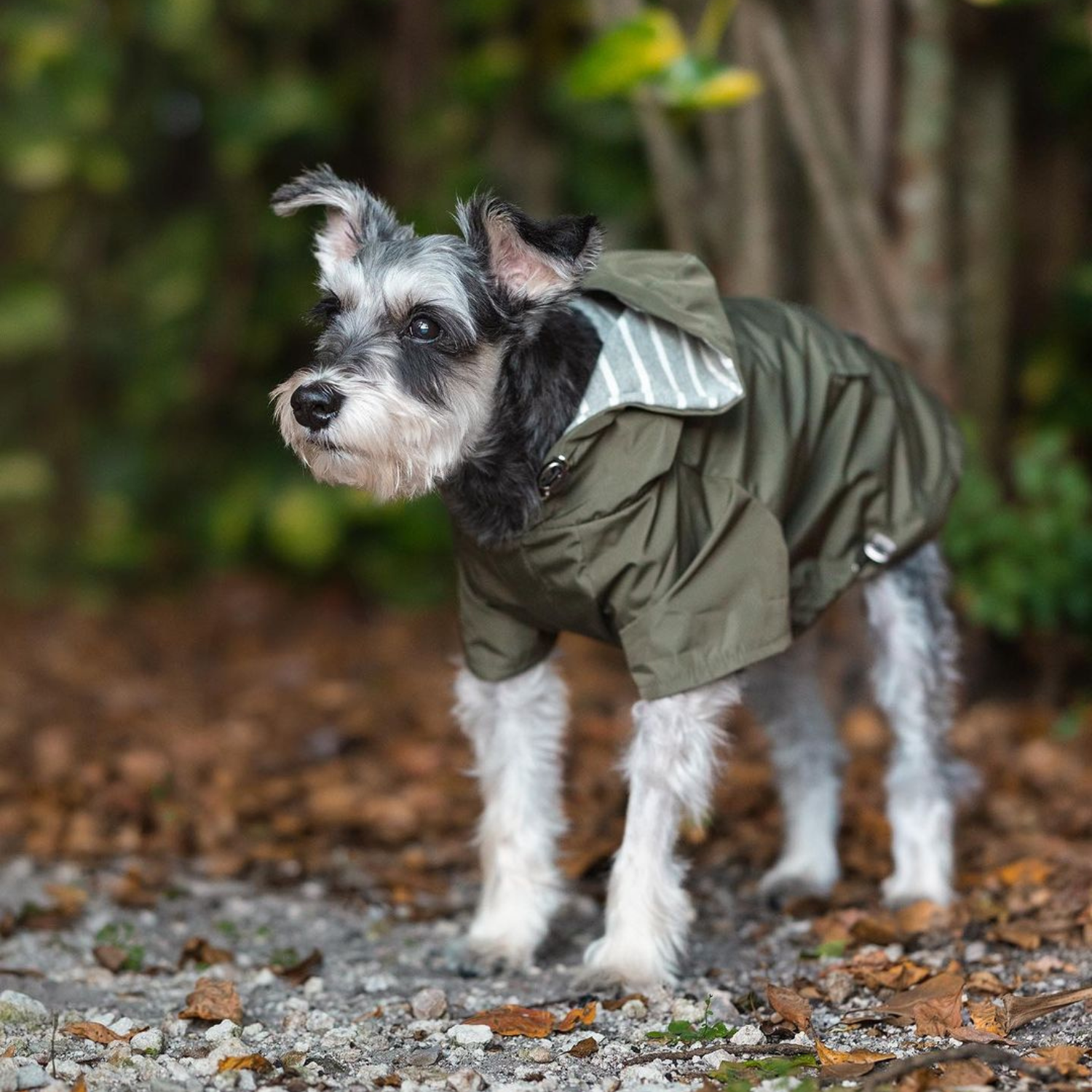 Miniature schnauzer wearing hooded raincoat and lined rain jacket for dogs in woods during walk on trail