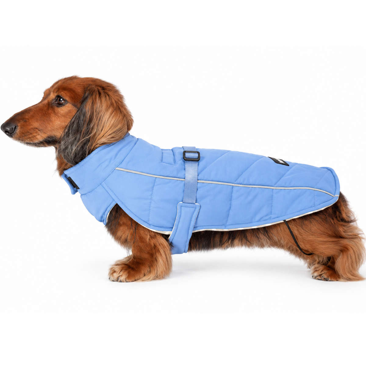Dusk Blue Whistler Winter Dog Coat on longhaired dachshund who is standing on all fours on white background