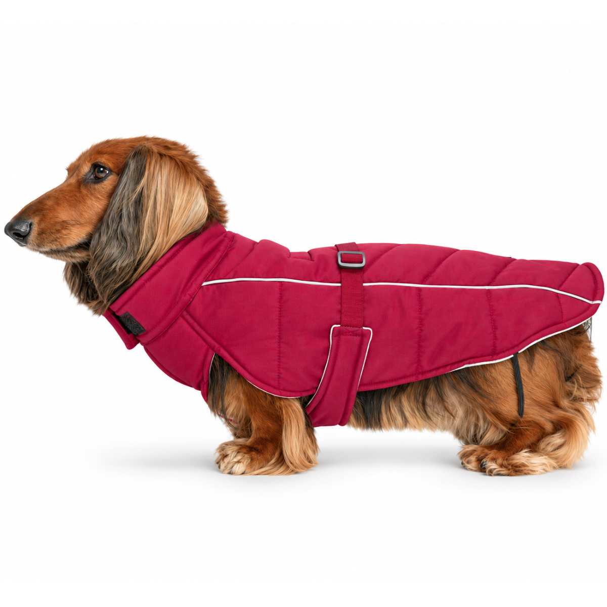 Long-haired dachshund wearing a Firelight Red Whistler Winter Dog Coat on white