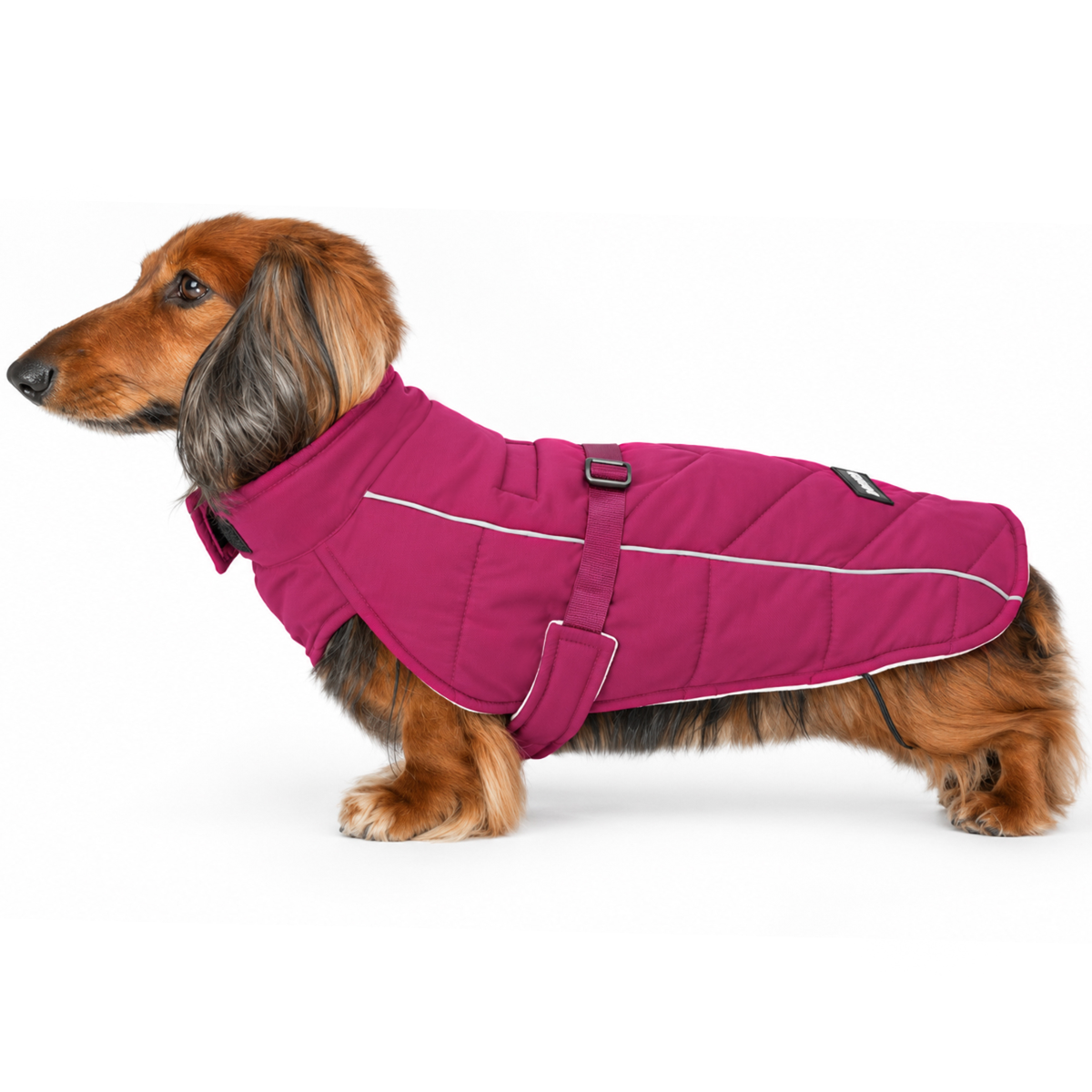 Long-haired dachshund wearing a Hibiscus Pink Whistler Winter Dog Coat on white