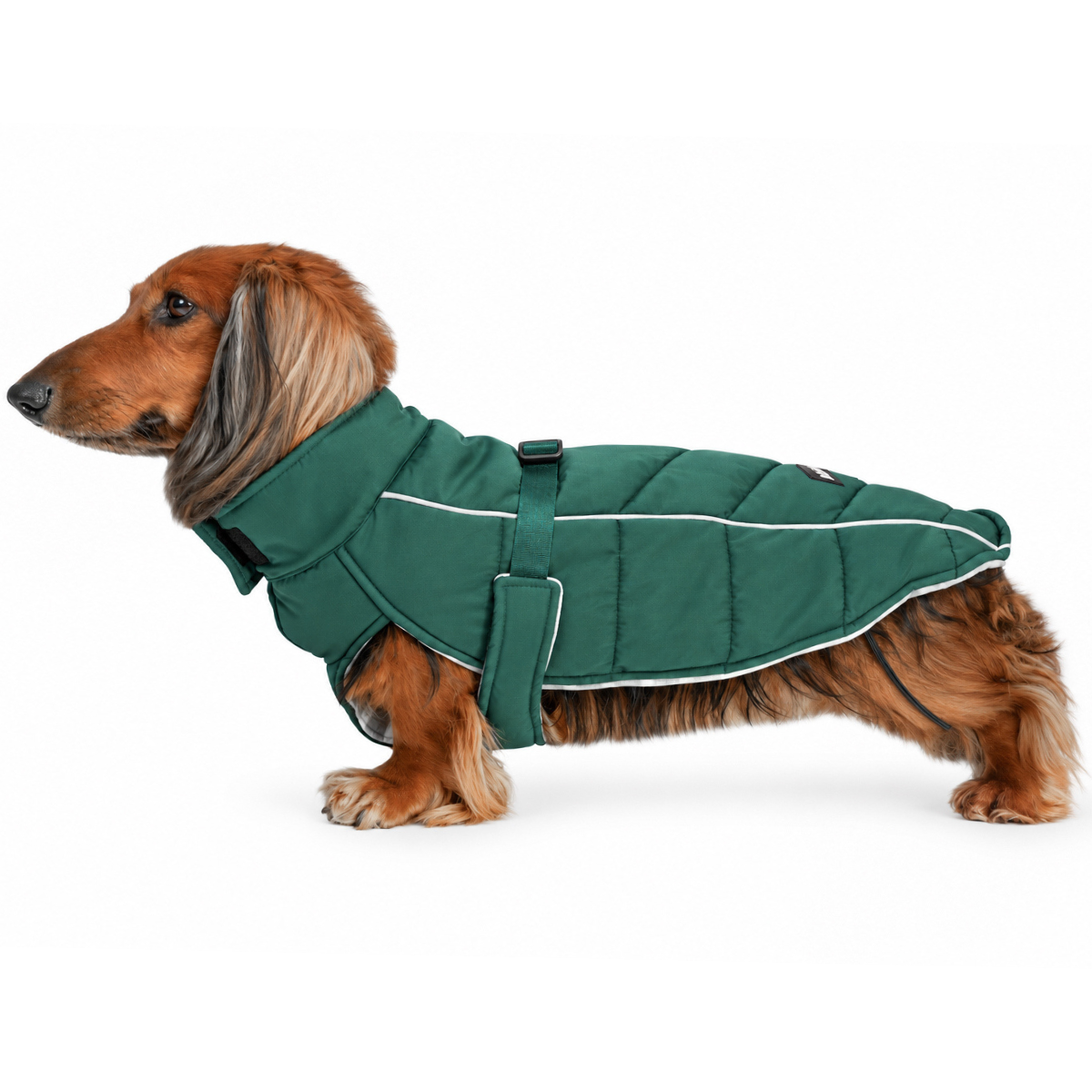 Long-haired dachshund wearing a Lafayette Green Whistler Winter Dog Coat on white