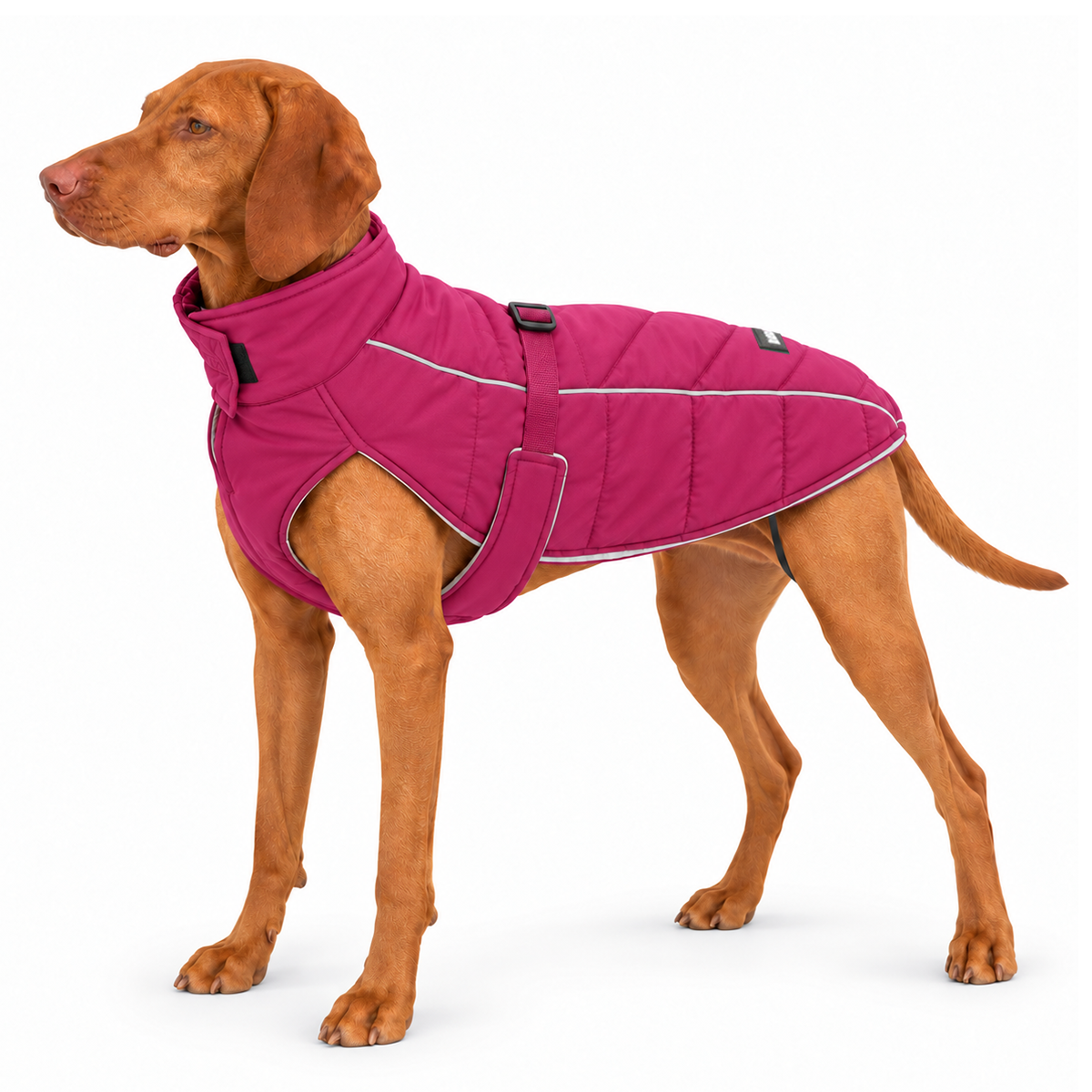 Large reddish-brown dog wearing a hibiscus pink quilted puffer winter dog jacket with white reflective trim, a soft neck collar, DJANGO logo, and harness hole