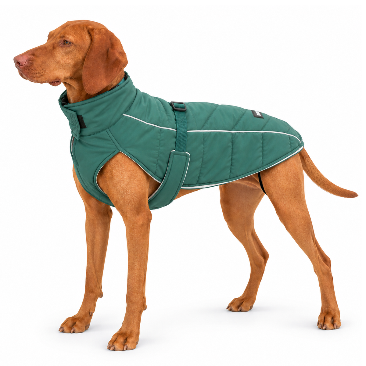 A brown dog wearing a medium-dark lafayette green quilted dog coat with reflective trim and adjustable chest strap, and standing against a solid white background