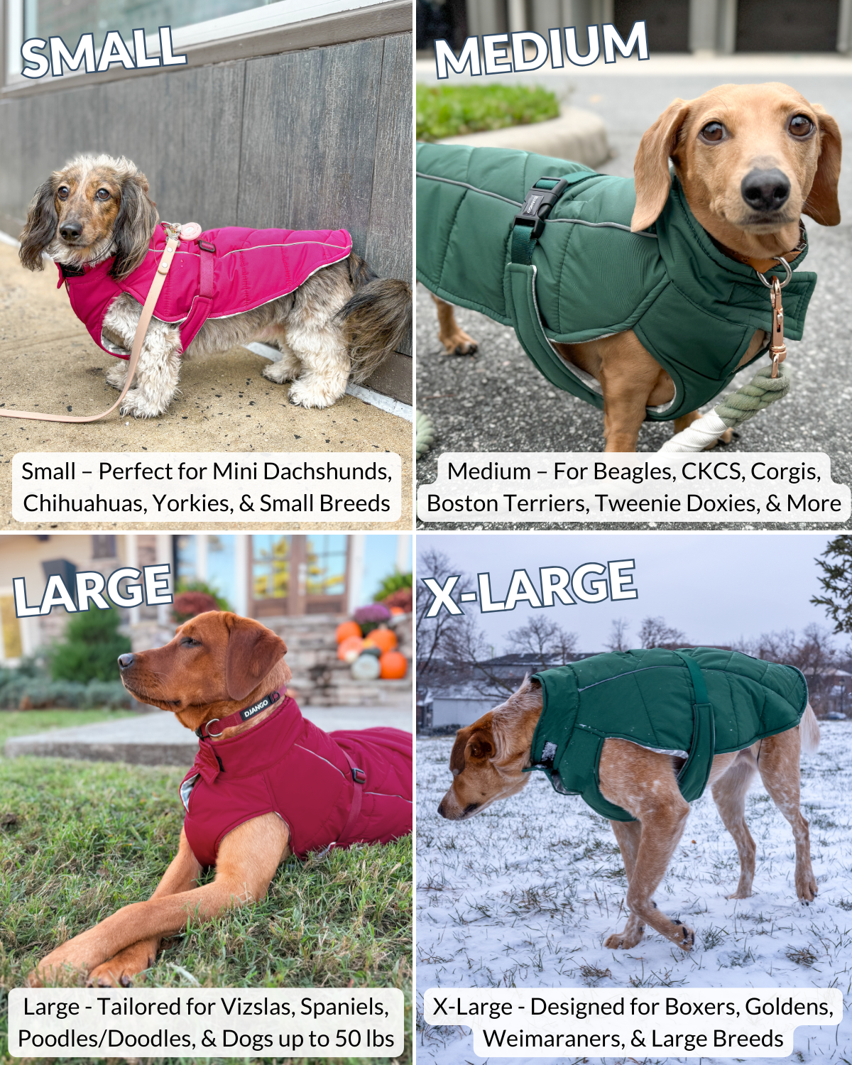 Multiple dogs of different breeds and sizes wearing the DJANGO Whistler Winter Dog Coat in Firelight Red in small, medium, large, and x-large - showcasing adjustable fit and wide size range for all dogs from 9-90 lbs.