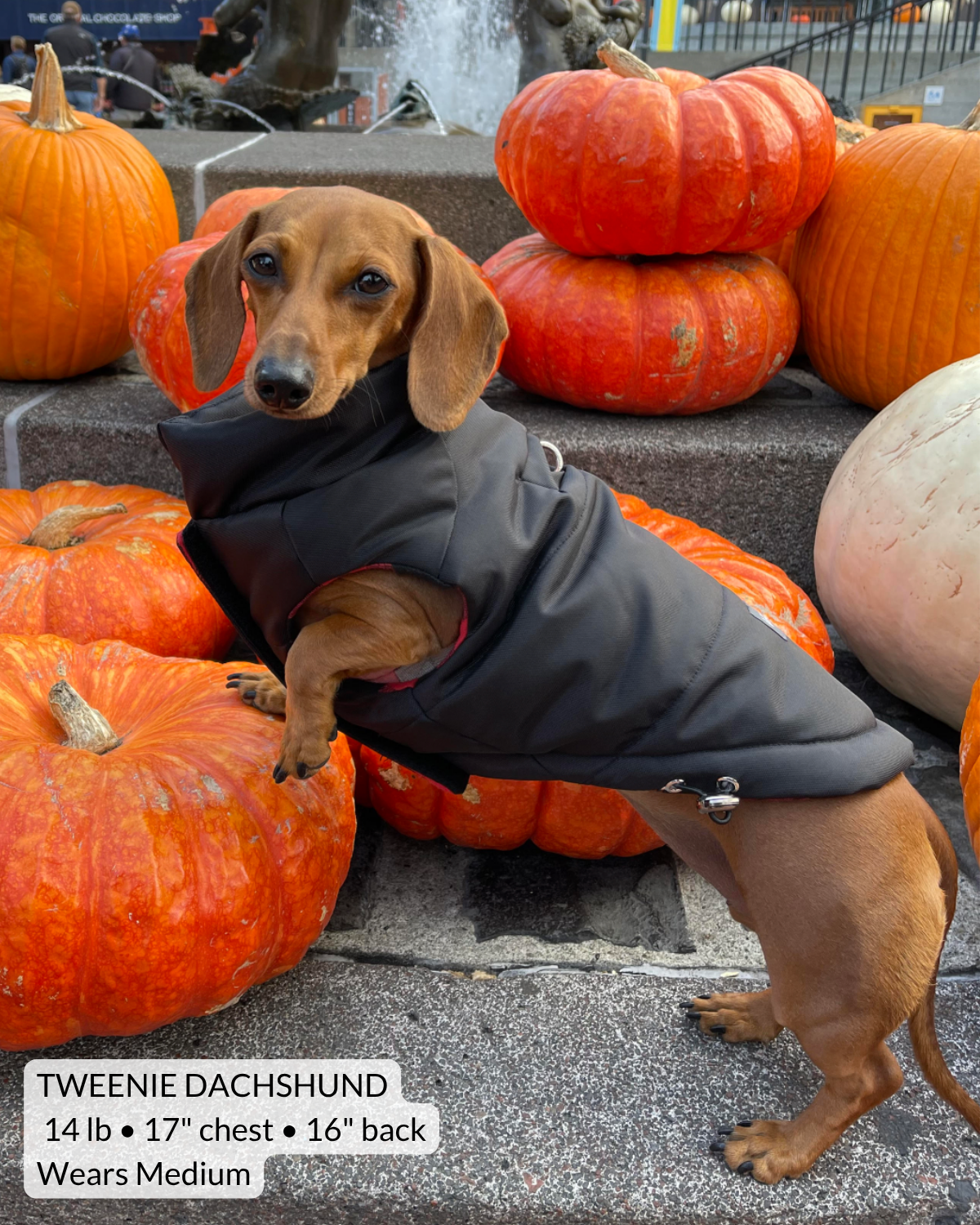 Smooth tweenie dachshund wearing a medium soft black puffer dog coat with red and black plaid lining while standing outdoors in Chicago public area with front legs perched up on a large pumpkin