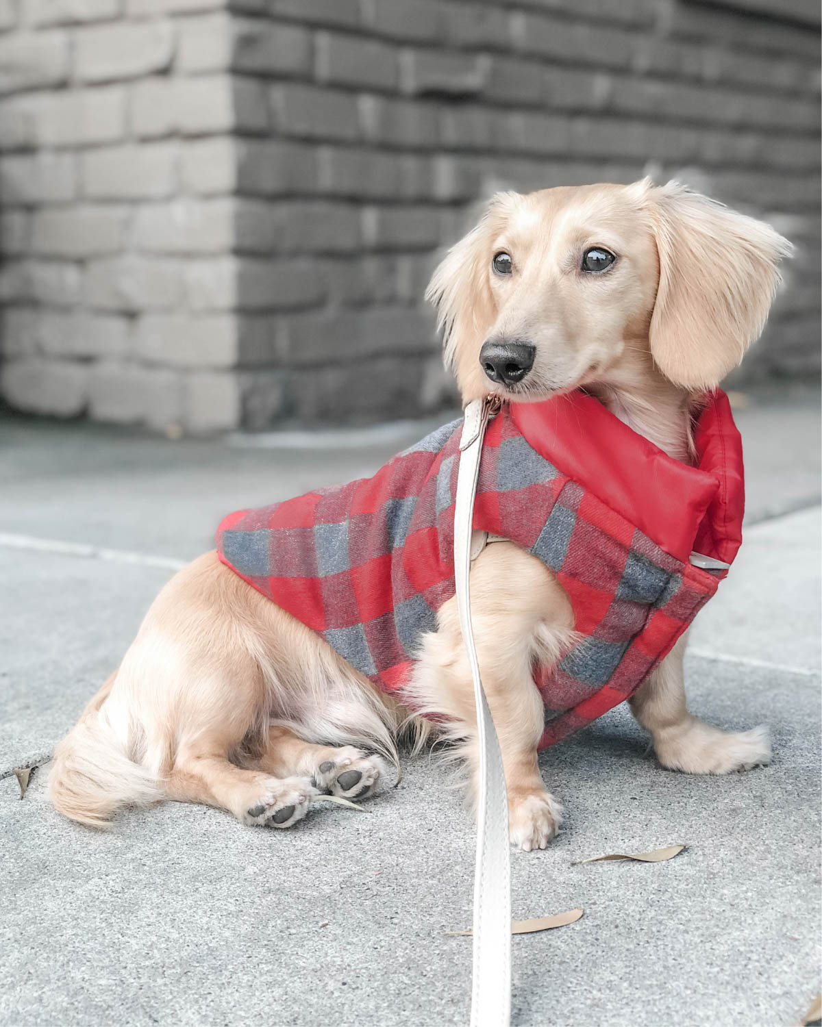 English cream mini dachshund wearing a stylish plaid dog coat with reversible design, showing red plaid side facing out