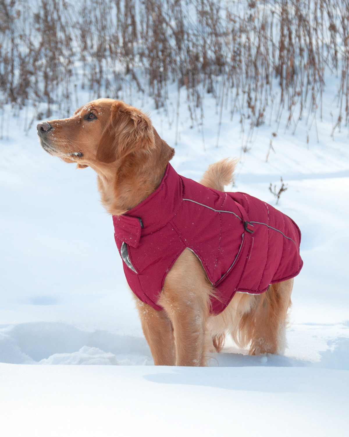A golden retriever dog standing in the snow wearing a red quilted dog puffer coat with reflective piping and adjustable neck and chest closures.