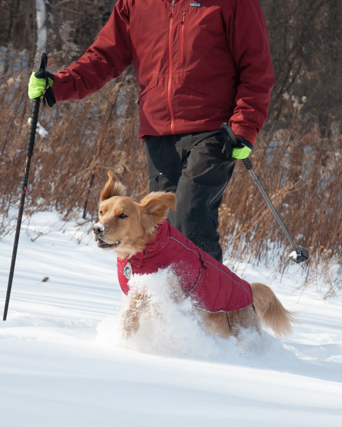 Whistler Winter Dog Coat