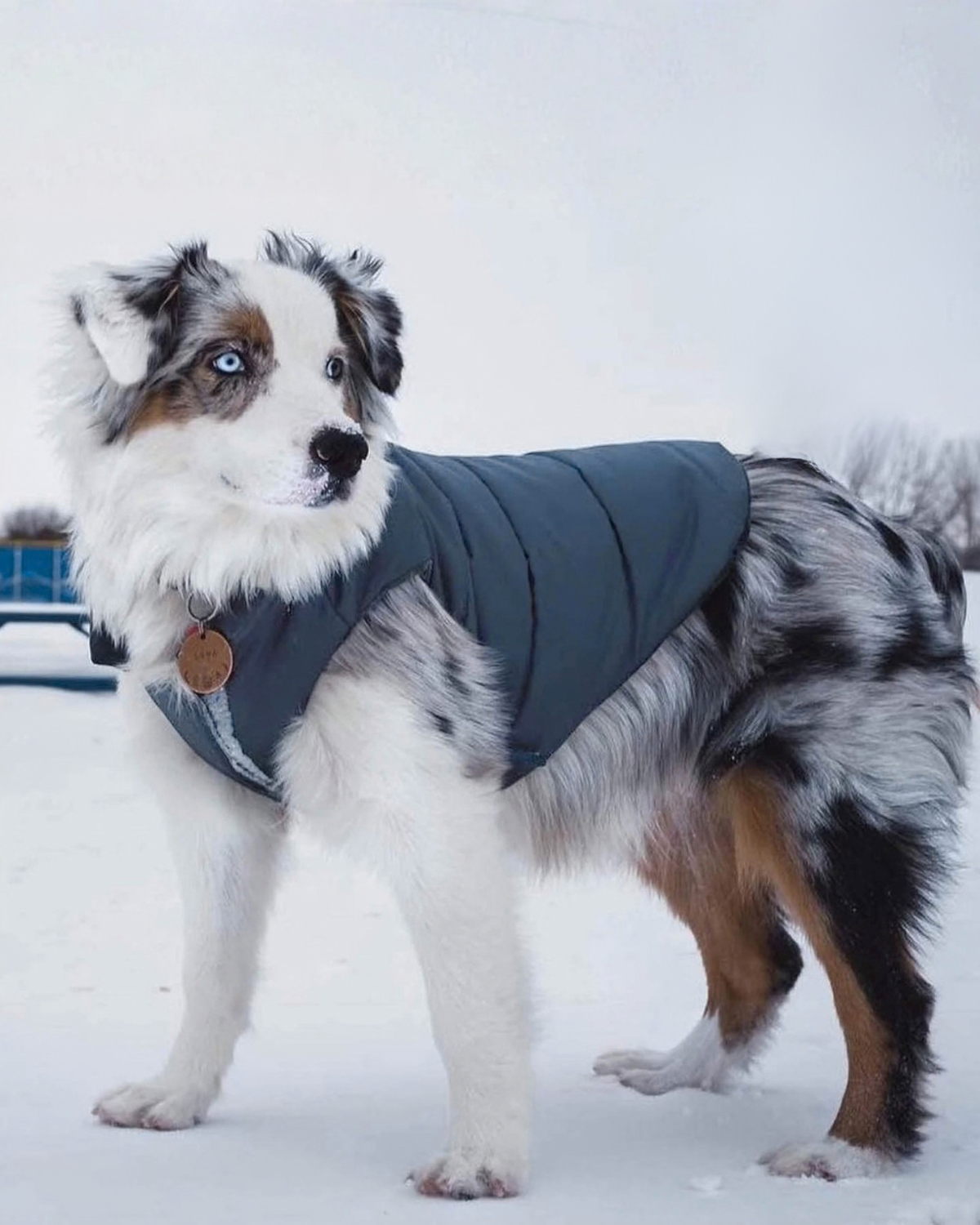 Mini Australian Shepherd playing in the snow on a winter day and staying warm in a puffer dog coat in color Twilight Blue