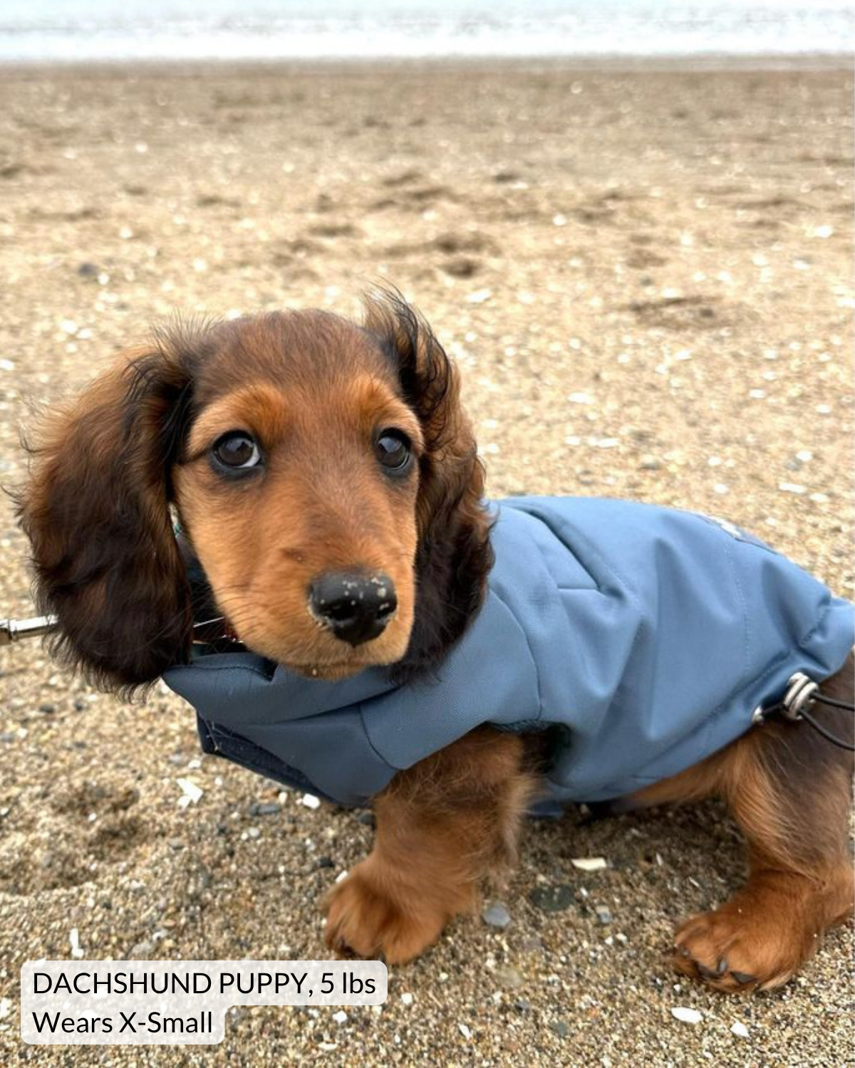 Mini dachshund puppy on a beach in a blue puffer dog coat that can be adjusted easily to fit to dog's size