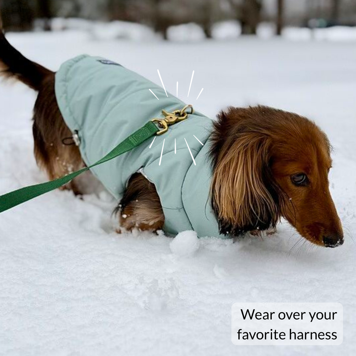 Longhaired dachshund wearing soft puffer coat for winter and snow play with harness hole. Leash is attached to harness D-ring clearly through back harness portal.