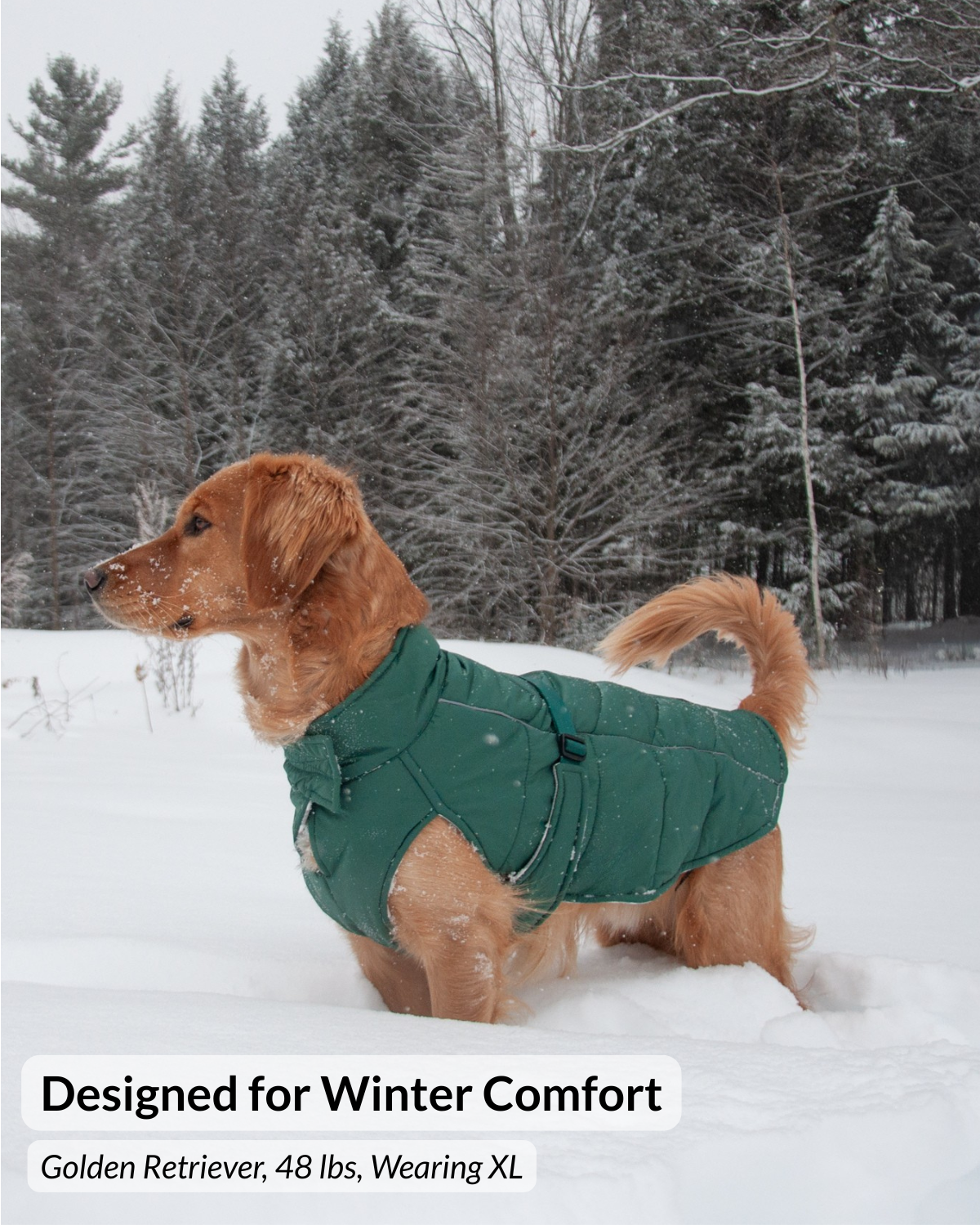 A golden retriever standing in snow wearing a green quilted dog coat, with evergreen trees in the background. Text at the bottom reads 'Designed for Winter Comfort' and 'Golden Retriever, 48 lbs, Wearing XL'.