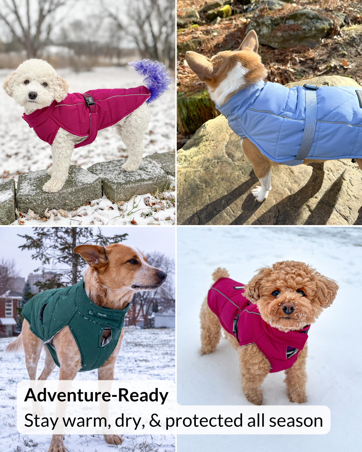 Four dogs wearing colorful winter coats in various outdoor settings.