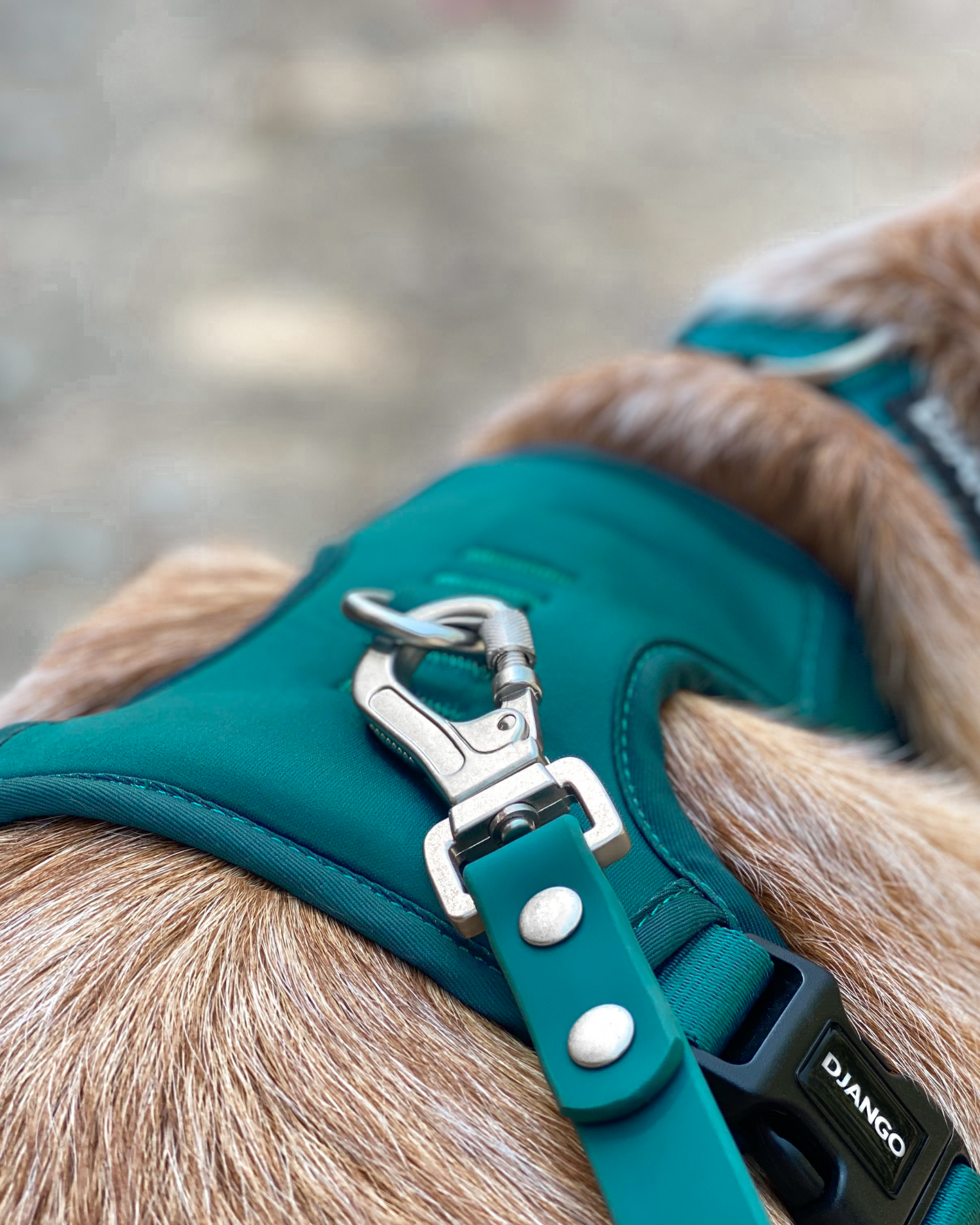 Best padded XL dog harness on australian cattle dog bruce. This DJANGO no pull dog harness is shown in color Dark Teal Green with the locking carabiner leash clip attached to the padded dog harness back panel