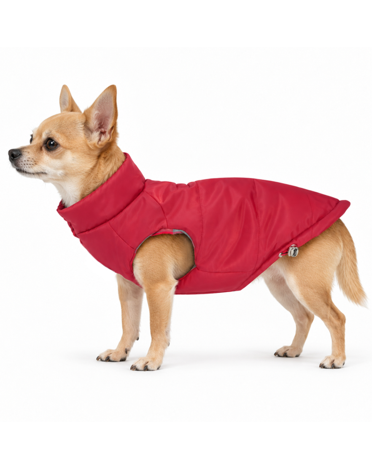 A small tan dog wearing a petite red puffer winter dog coat in size XS