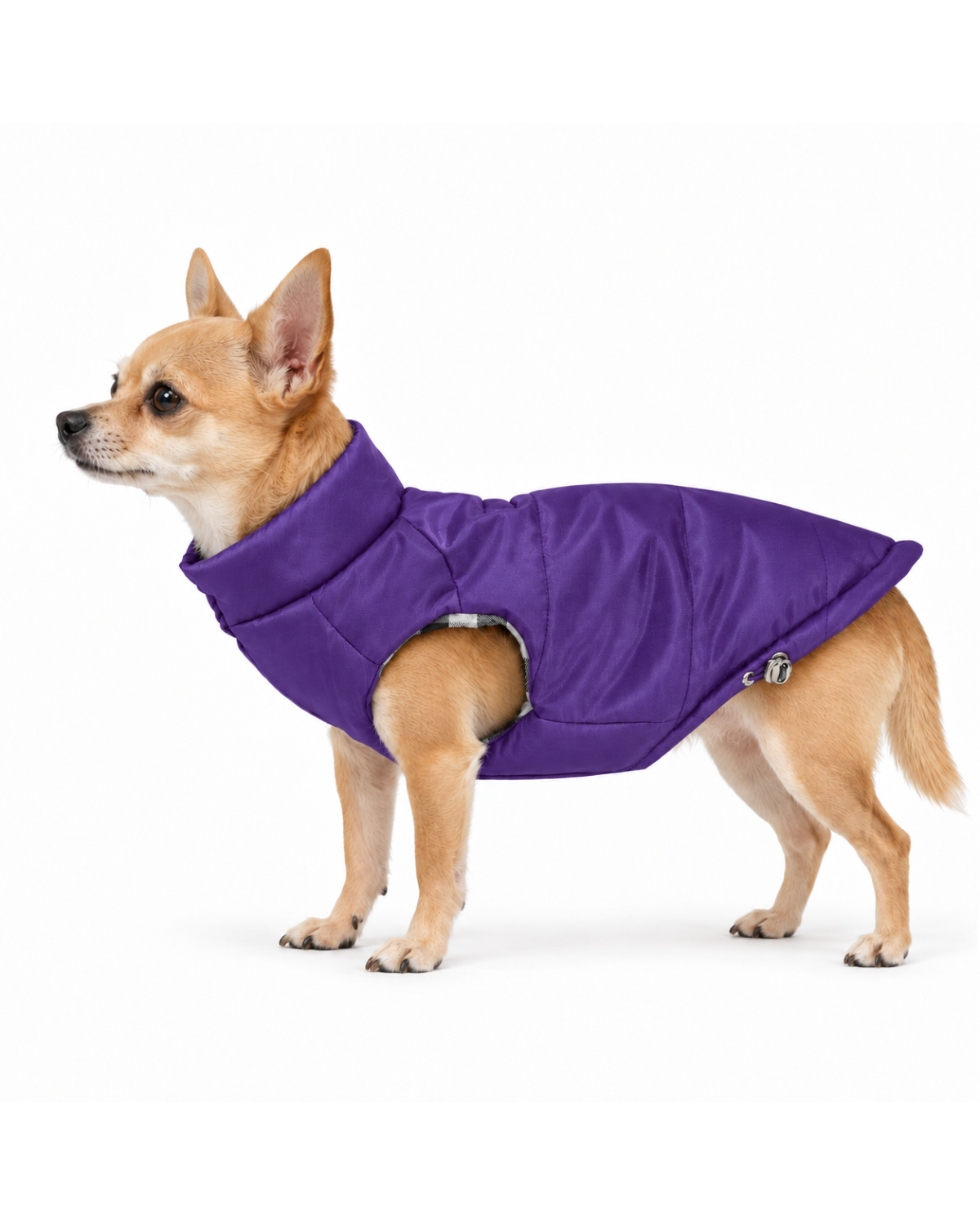 Tan Chihuahua wearing soft purple puffer dog coat with black and white plaid lining, soft neck collar, and adjustable body.