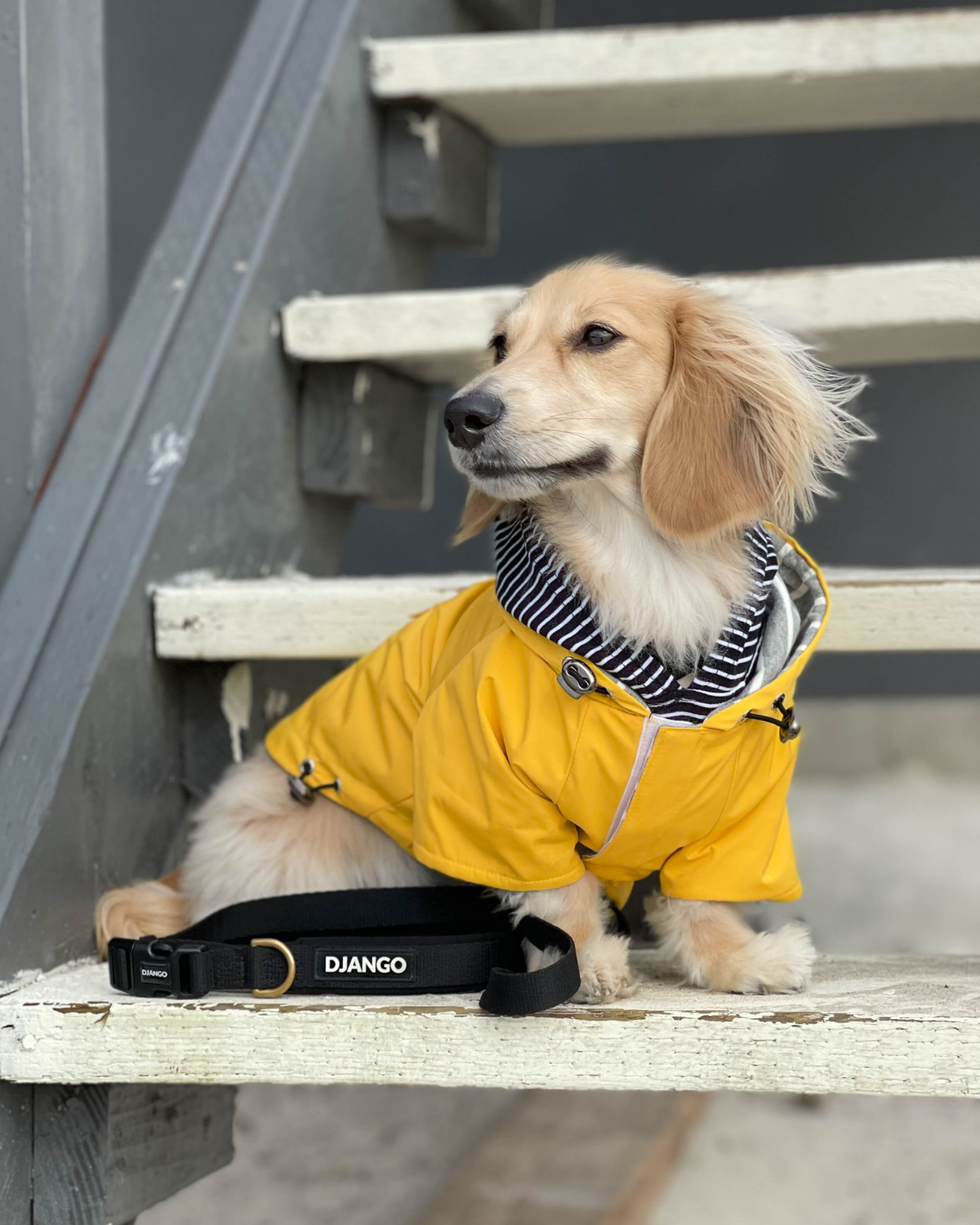 Considered the best dachshund raincoat, the Highland Dog Jacket is water-repellent, windproof, lined, and incredibly cozy.