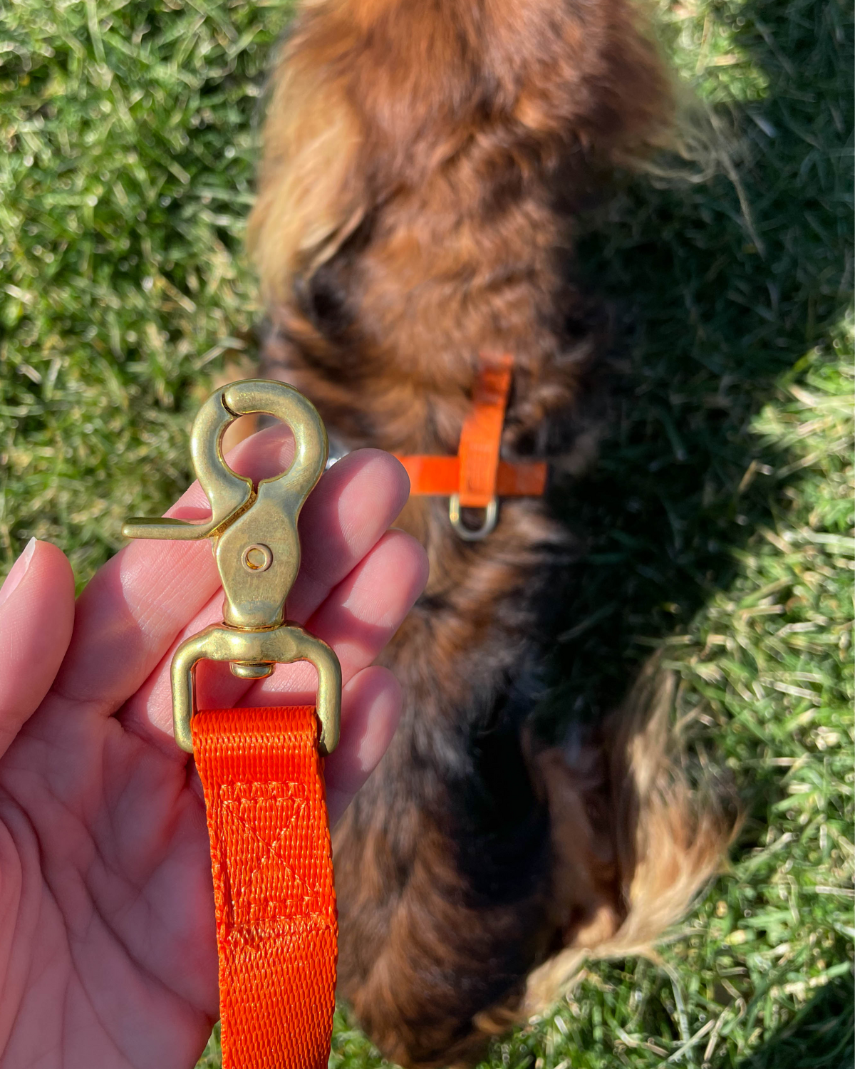DJANGO Adjustable Hands-Free Leashes feature beautiful solid brass hardware that pairs perfectly with you and your dog's favorite DJANGO dog harness and collar set - djangobrand.com