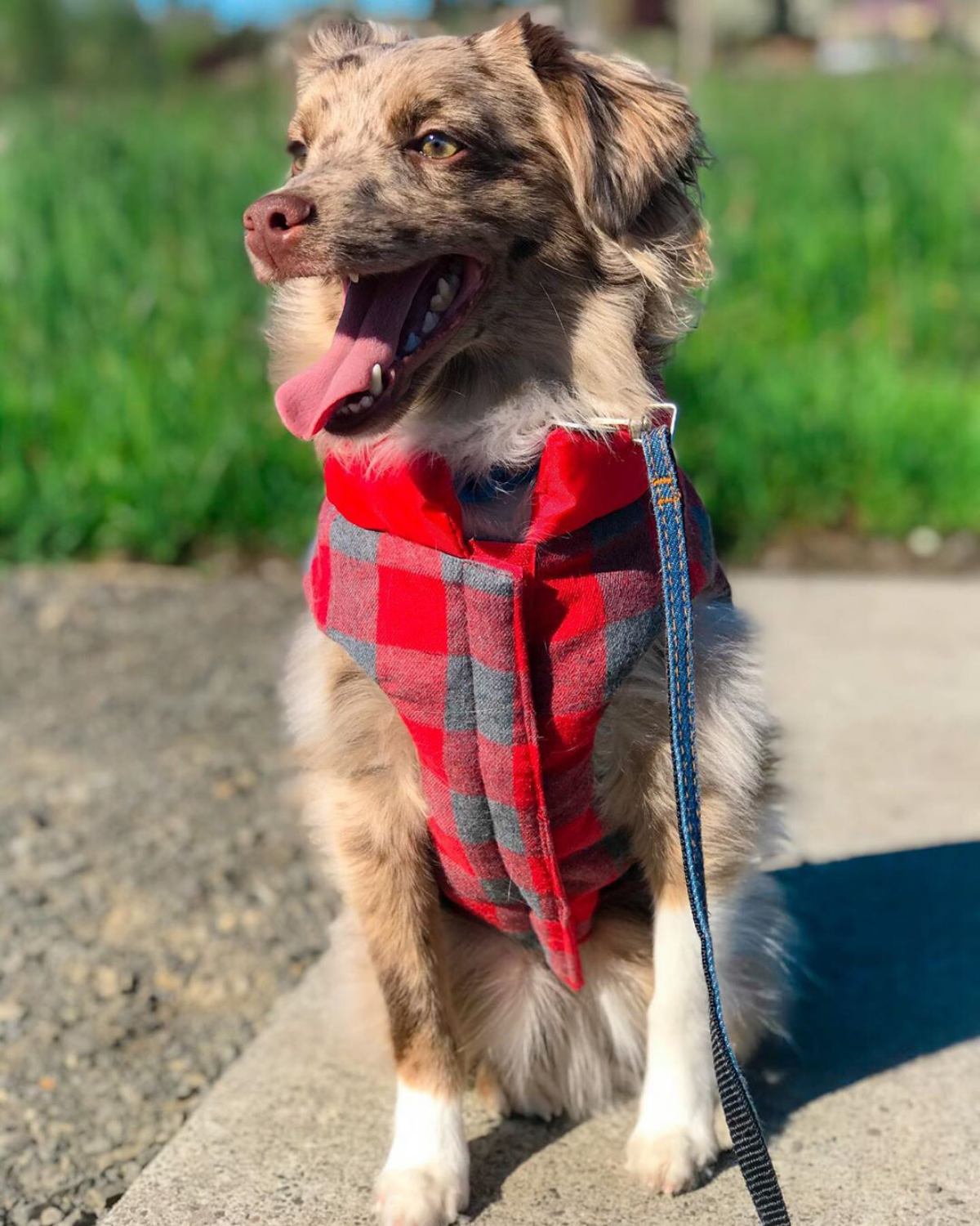 DJANGO Reversible Puffer Dog Coat in Lava Red - djangobrand.com