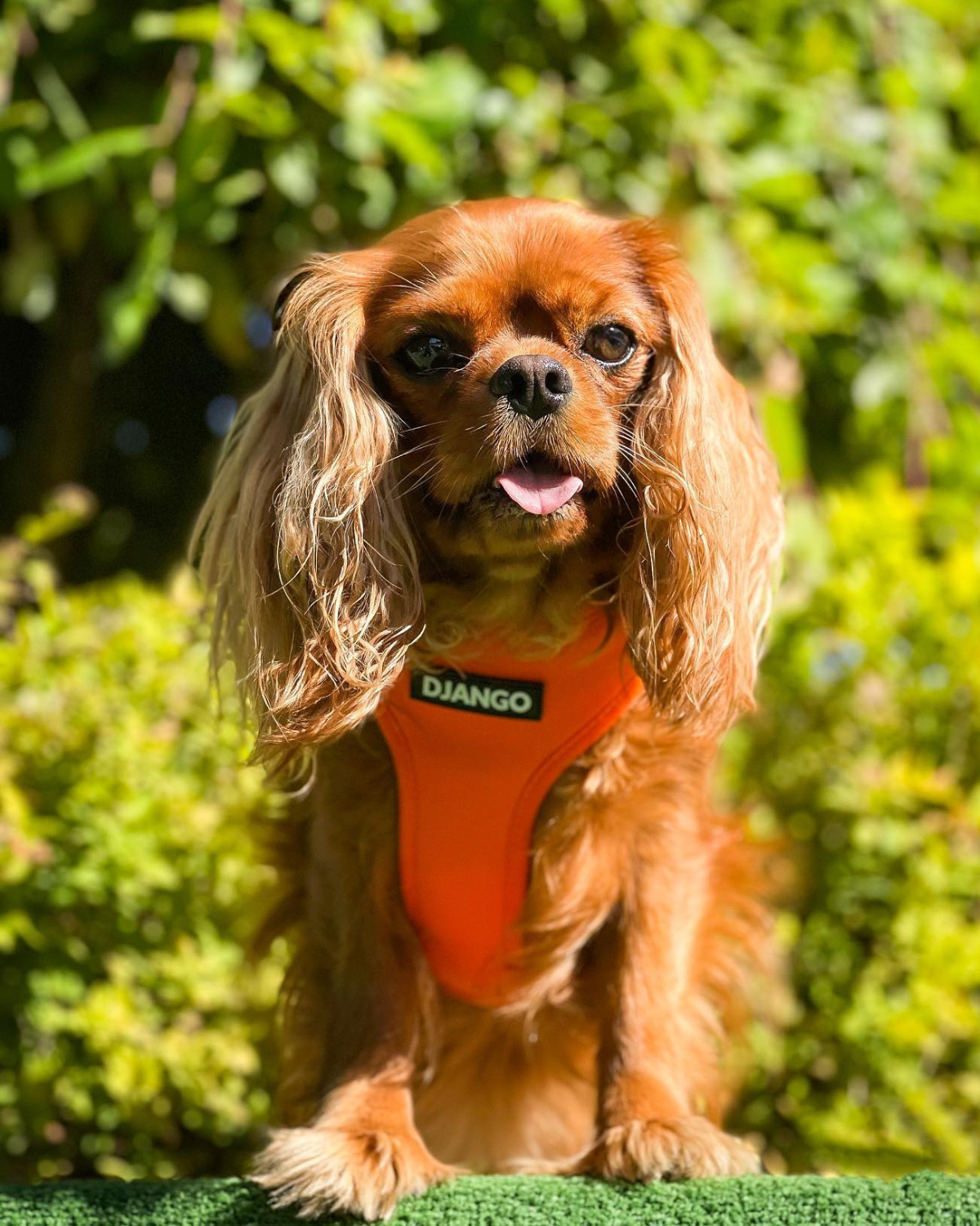 Designed for comfort and security, this padded neoprene harness offers an adjustable fit perfect for Cavalier King Charles Spaniels, ensuring all-day comfort on walks and adventures.