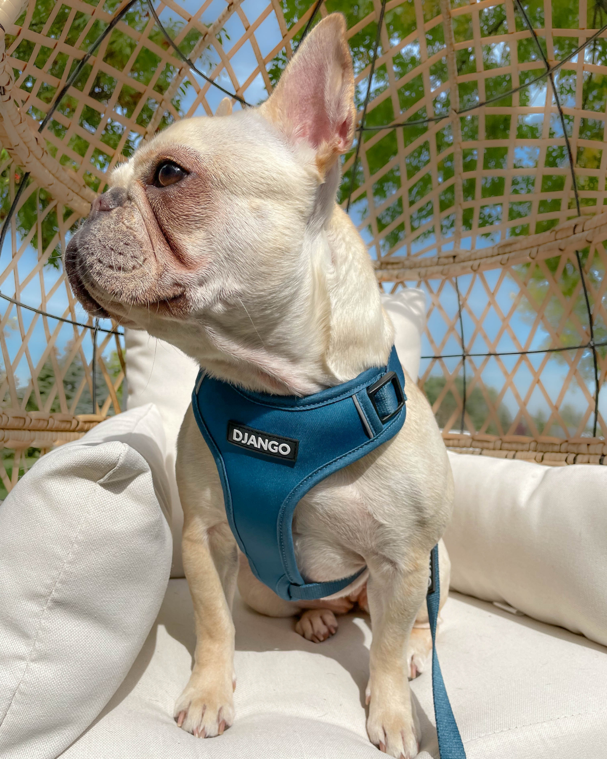 Featuring strong brass hardware and a breathable design, this french bulldog harness with padding offers a secure fit and a sleek, stylish look for your French Bulldog.