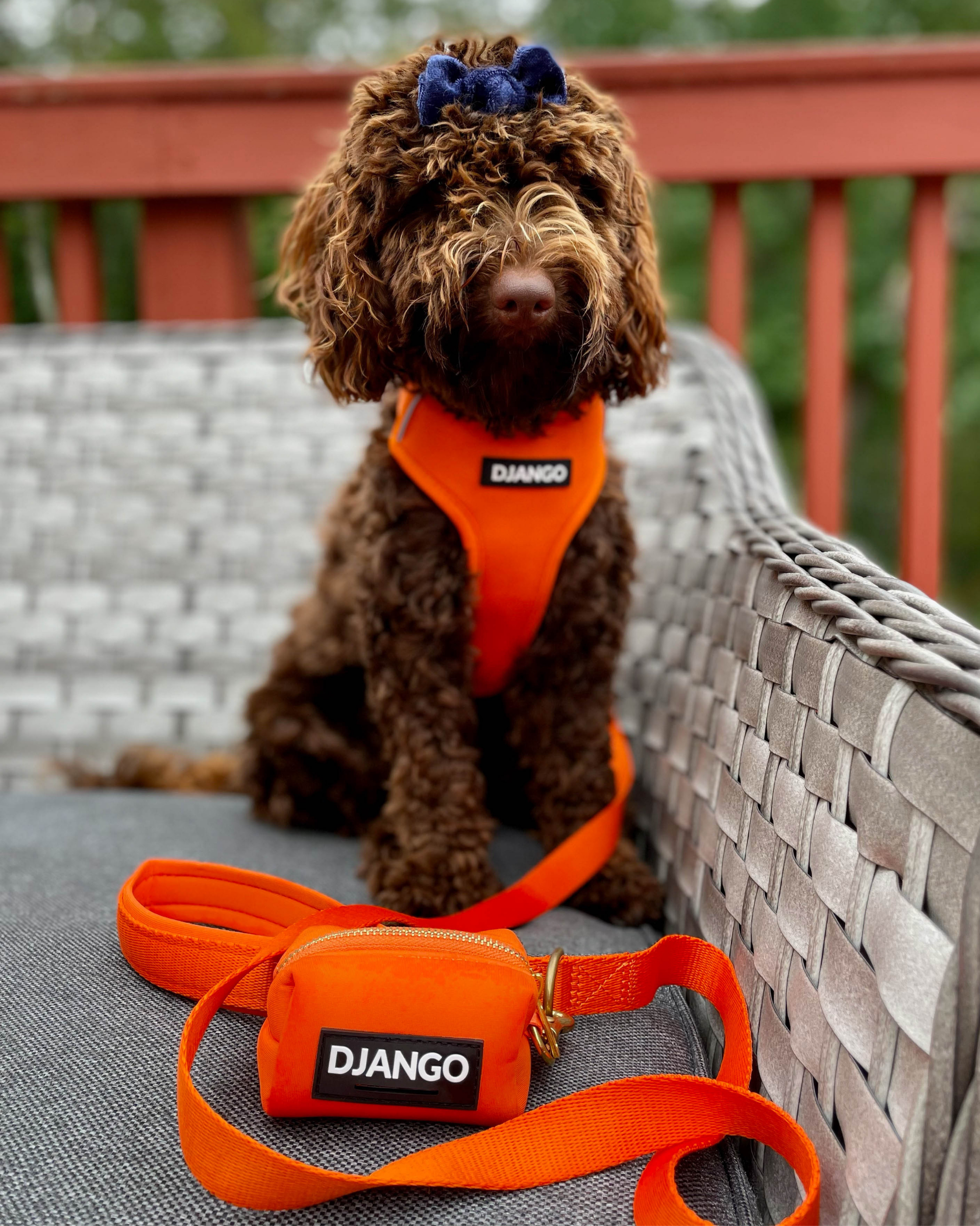 DJANGO Dog Waste Bag Holder on beautiful Doodle puppy dog Mocha - Chic and classy poop bag holder for dogs - Sunset Orange neoprene with solid brass hardware - djangobrand.com