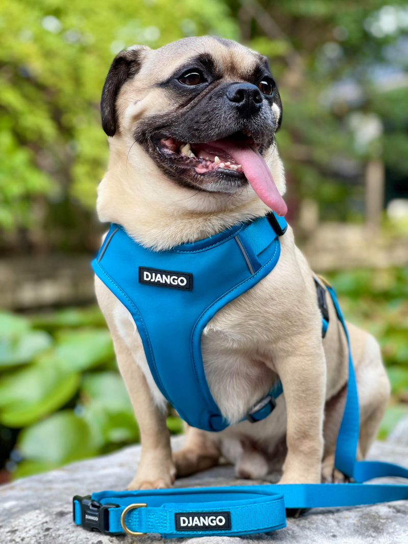 DJANGO Adventure Dog Harness - Our modern padded harness for dogs looks beautiful on pug puppy Rumi! - djangobrand.com