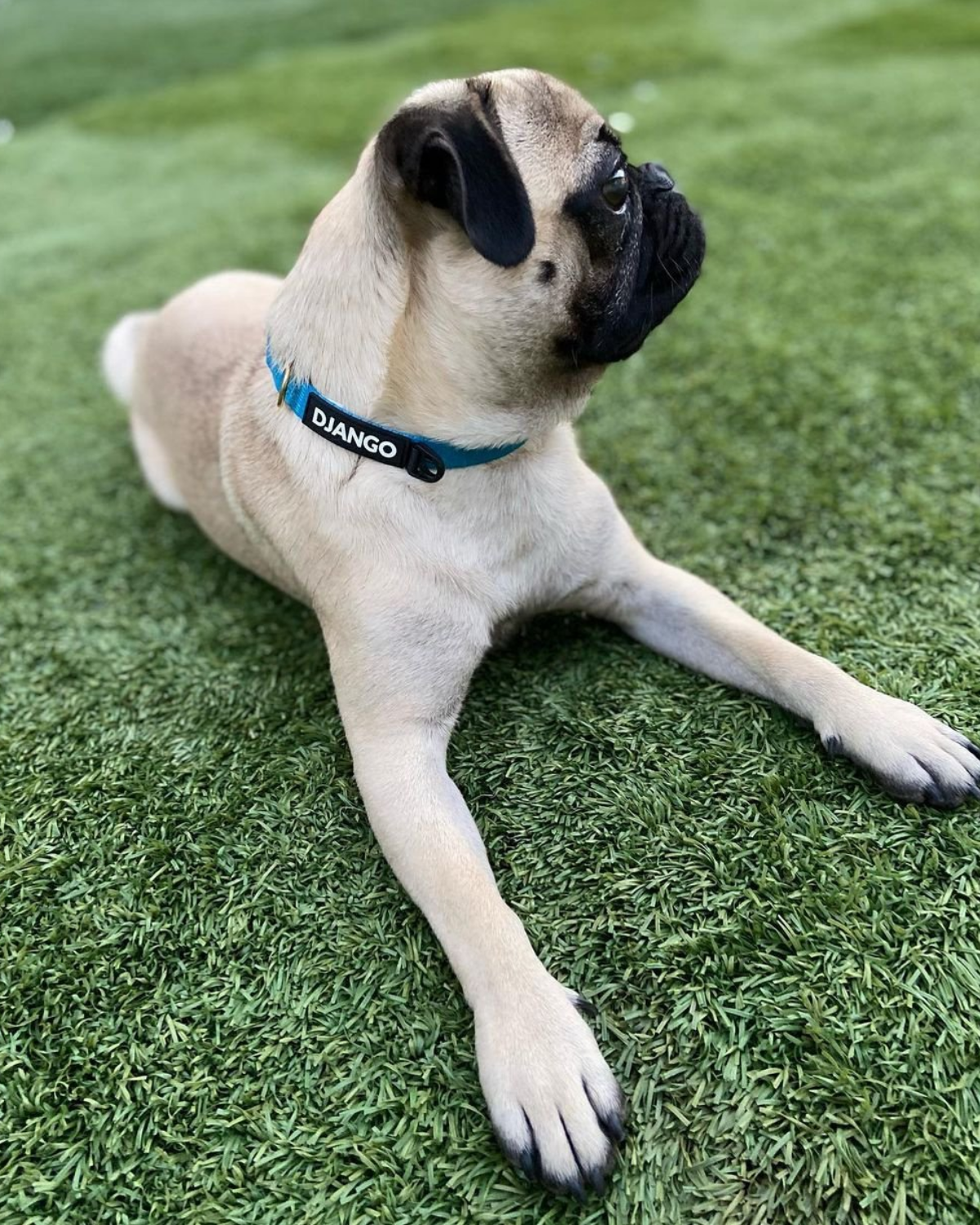 DJANGO Adventure Dog Collar in Pacific Blue on Kona the pug - Modern, durable, and stylish collar for small and medium dogs and puppies with solid cast brass hardware - djangobrand.com