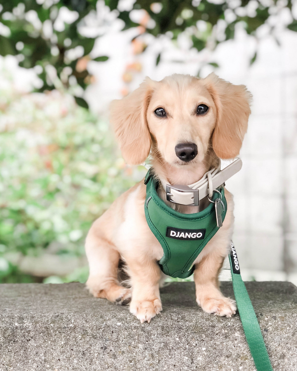 Forest green dog harness store