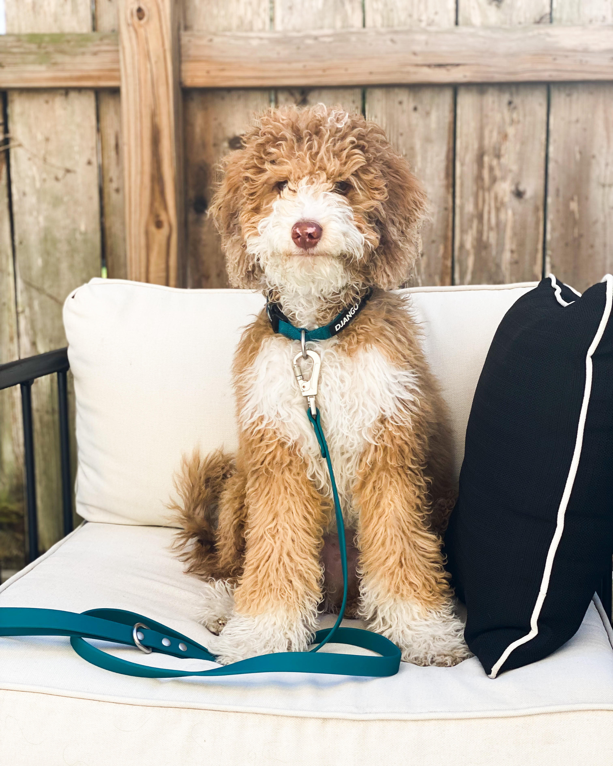 Beautiful doodle dog Koda is wearing his DJANGO dog collar and waterproof dog leash Tahoe set in color Dark Teal Green - djangobrand.com