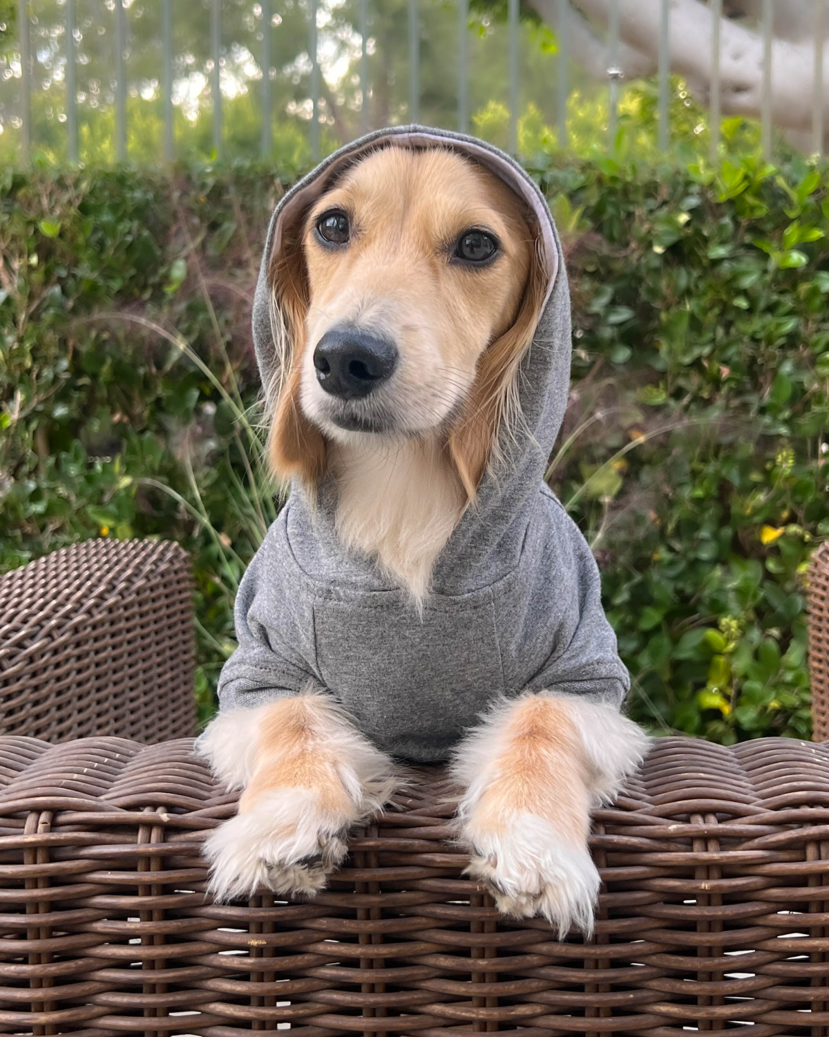 DJANGO Dog Hoodie in Heather Gray - Shermi is a full-grown miniature dachshund and wears size small - djangobrand.com