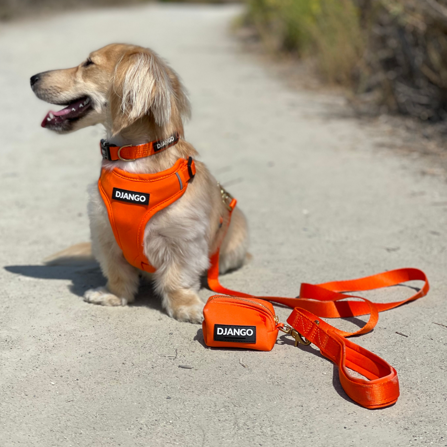 DJANGO Adventure Dog Harness, Dog Collar, Dog Leash, and Poop Bag Holder on adorable dog Shermi in color Sunset Orange - djangobrand.com