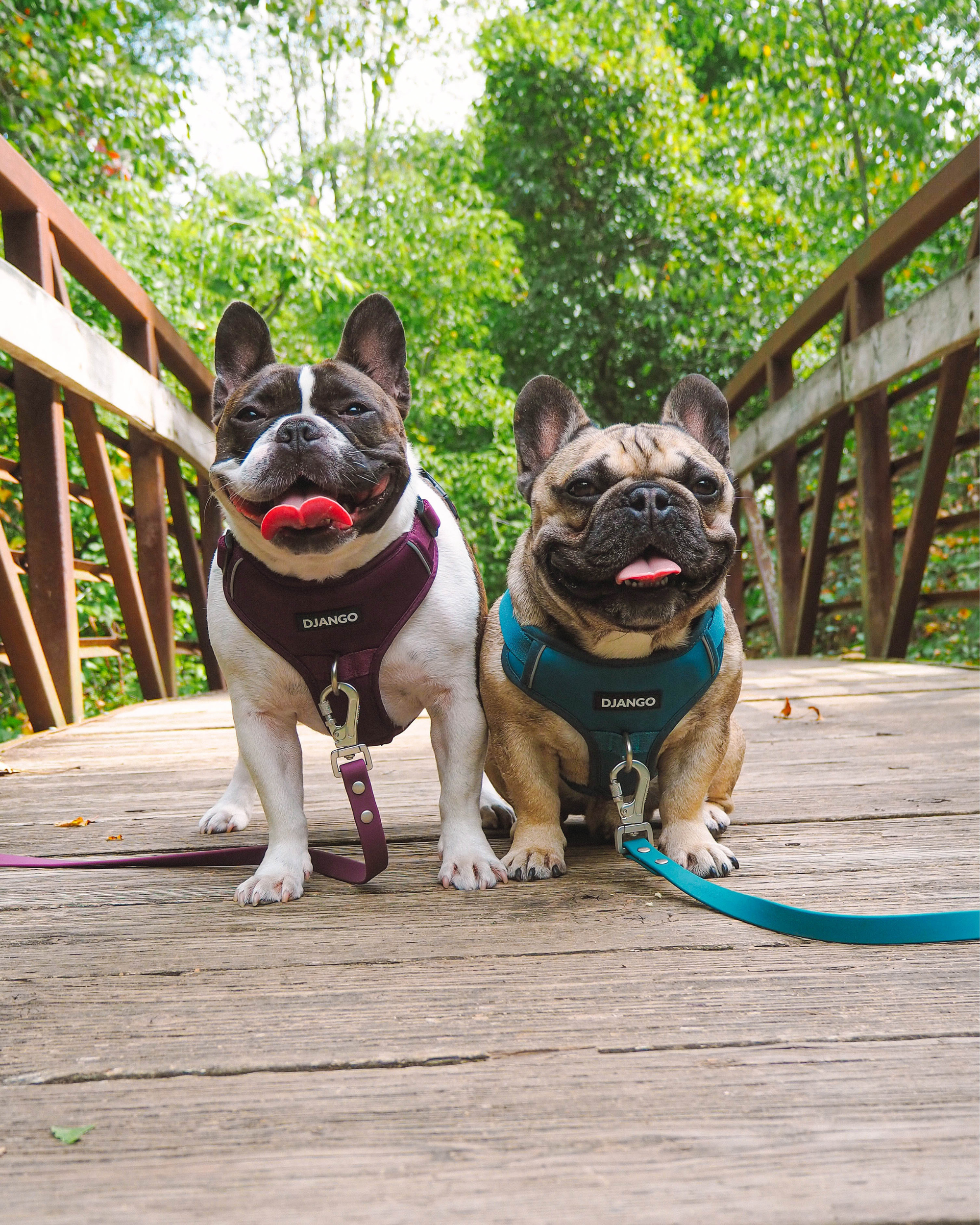 DJANGO Tahoe No Pull Dog Harnesses on adorable French Bulldogs Daphne and Vinnie. These Frenchies both wear size medium.  - djangobrand.com