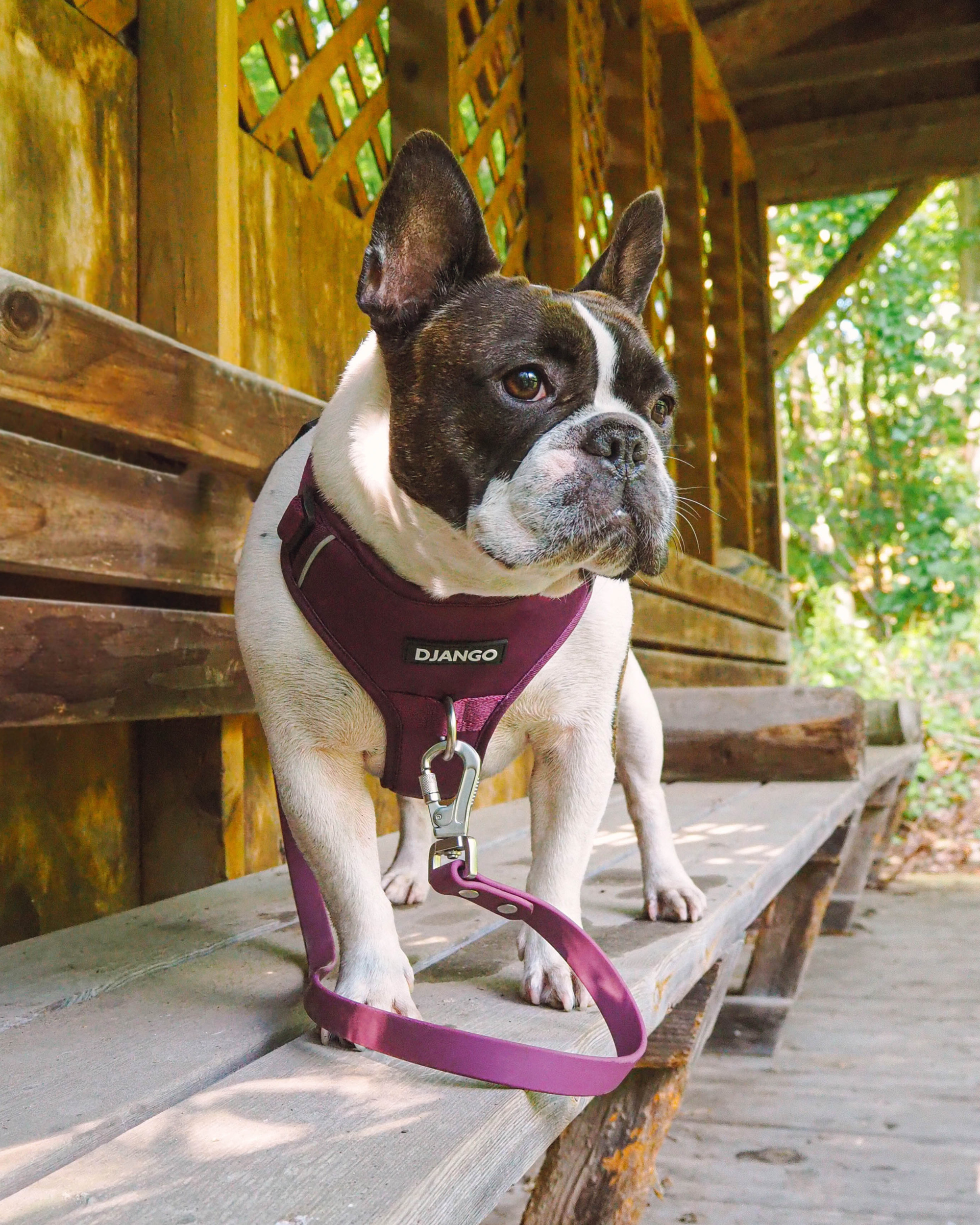 DJANGO Tahoe Dog Leash in Raspberry Purple - Waterproof, dirt-resistant, odor-resistant, and easy-to-clean dog leash designed for muddy mountain trails, sparkling lakes, and dusty sidewalks. - djangobrand.com