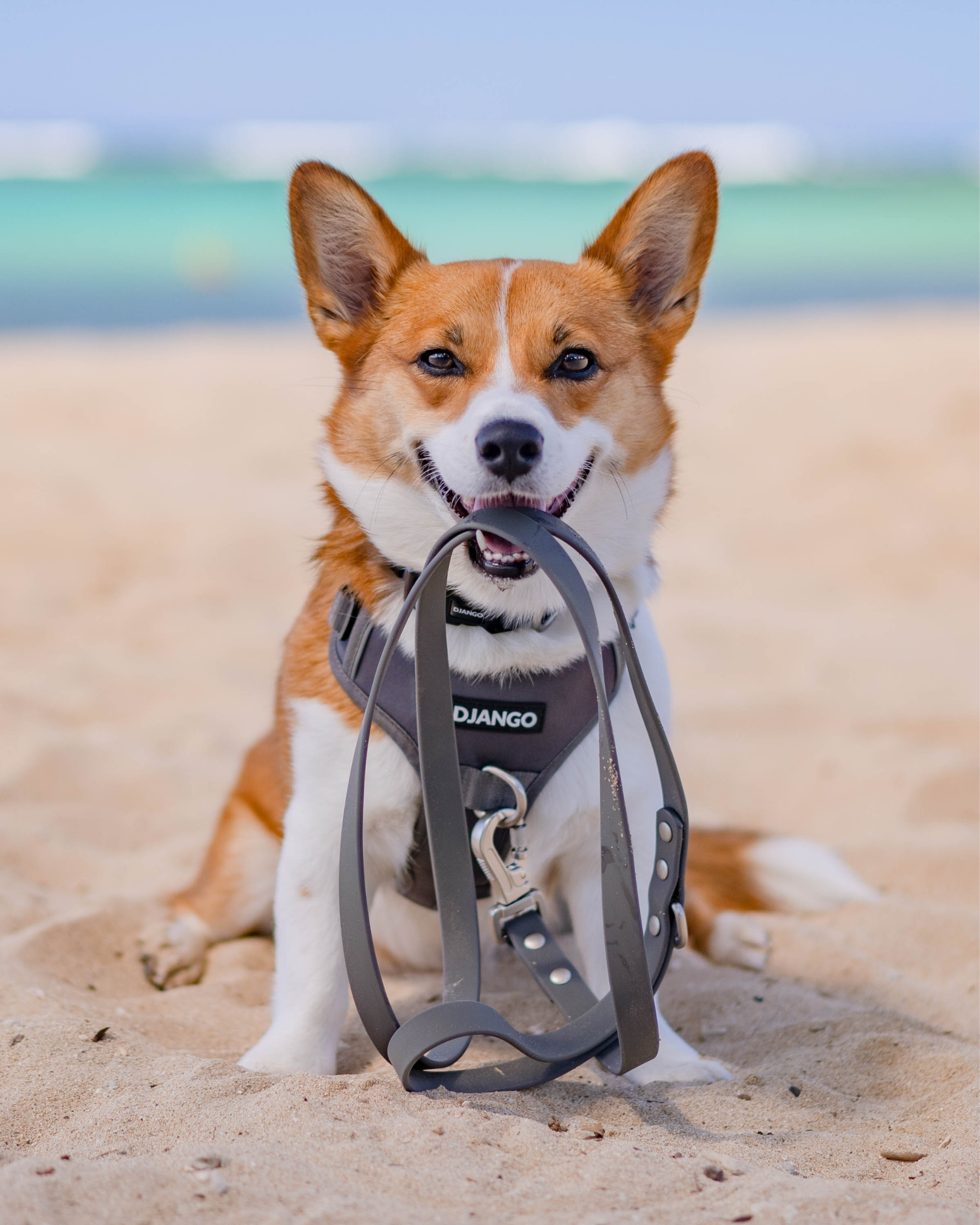 Tato the corgi is playing on the sandy beach in his water-resistant and durable DJANGO Tahoe No Pull Dog Harness and Waterproof Leash set. Tato wears a size medium dog harness and collar. - djangobrand.com