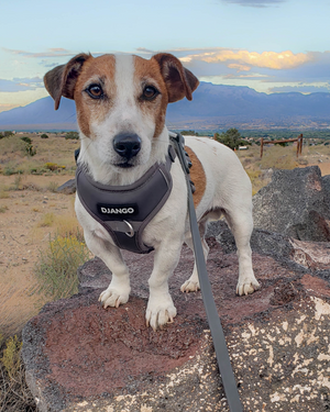 DJANGO Tahoe Dog Leash in Poppy Seed Gray - Waterproof, dirt-resistant, odor-resistant, and easy-to-clean dog leash designed for muddy mountain trails, sparkling lakes, and dusty sidewalks. - djangobrand.com